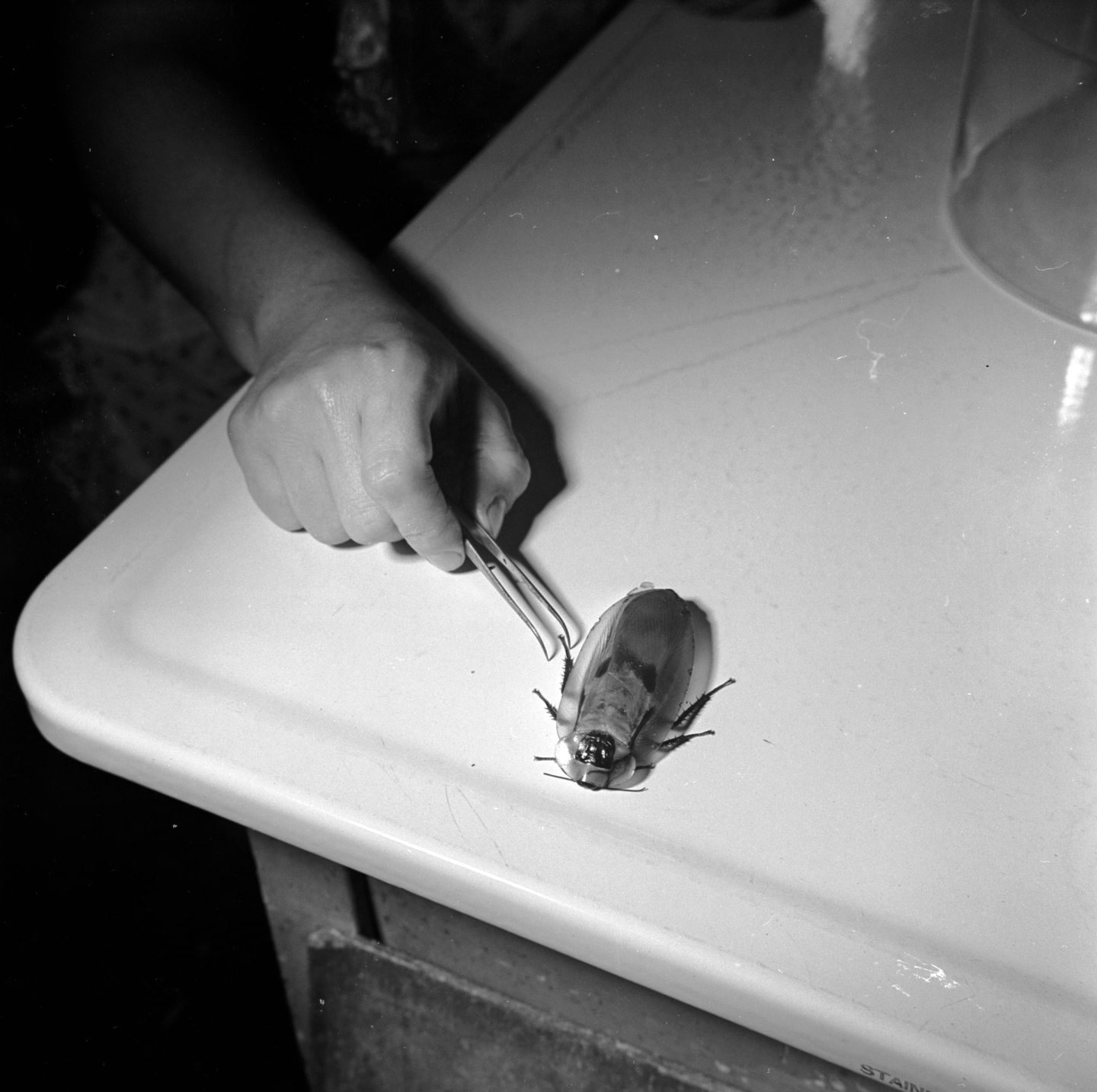 An American cockroach, the largest of the species, lays beside a technician's hand, which is holding a pair of tweezers, in an entomological laboratory in the US.