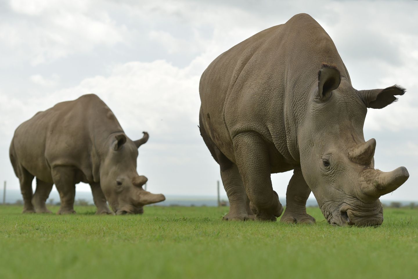 Najin (R) and Fatu, the only two remaining female northern white rhinoceroses.