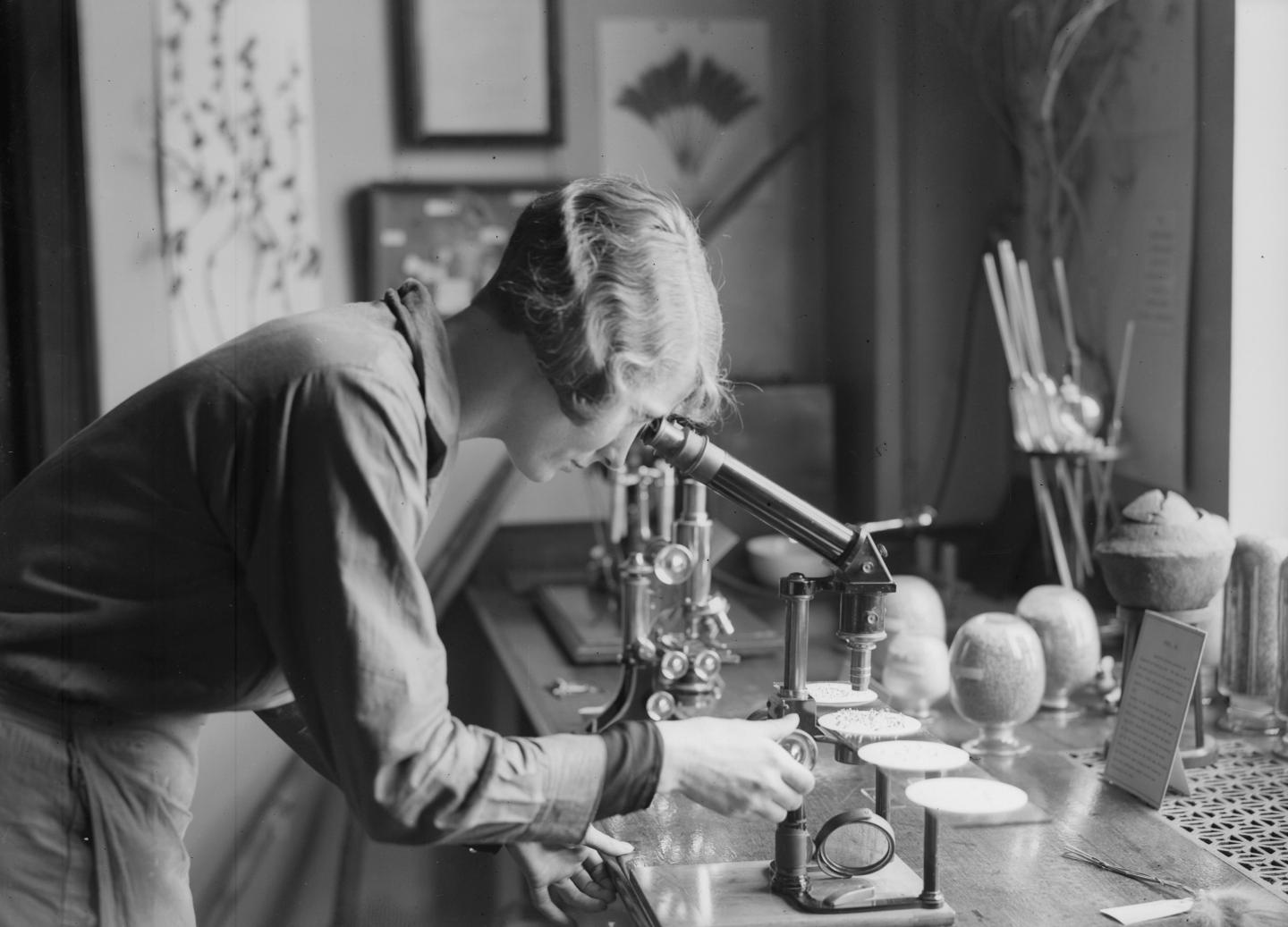 A woman bending over a microscope researching plants in a laboratory.