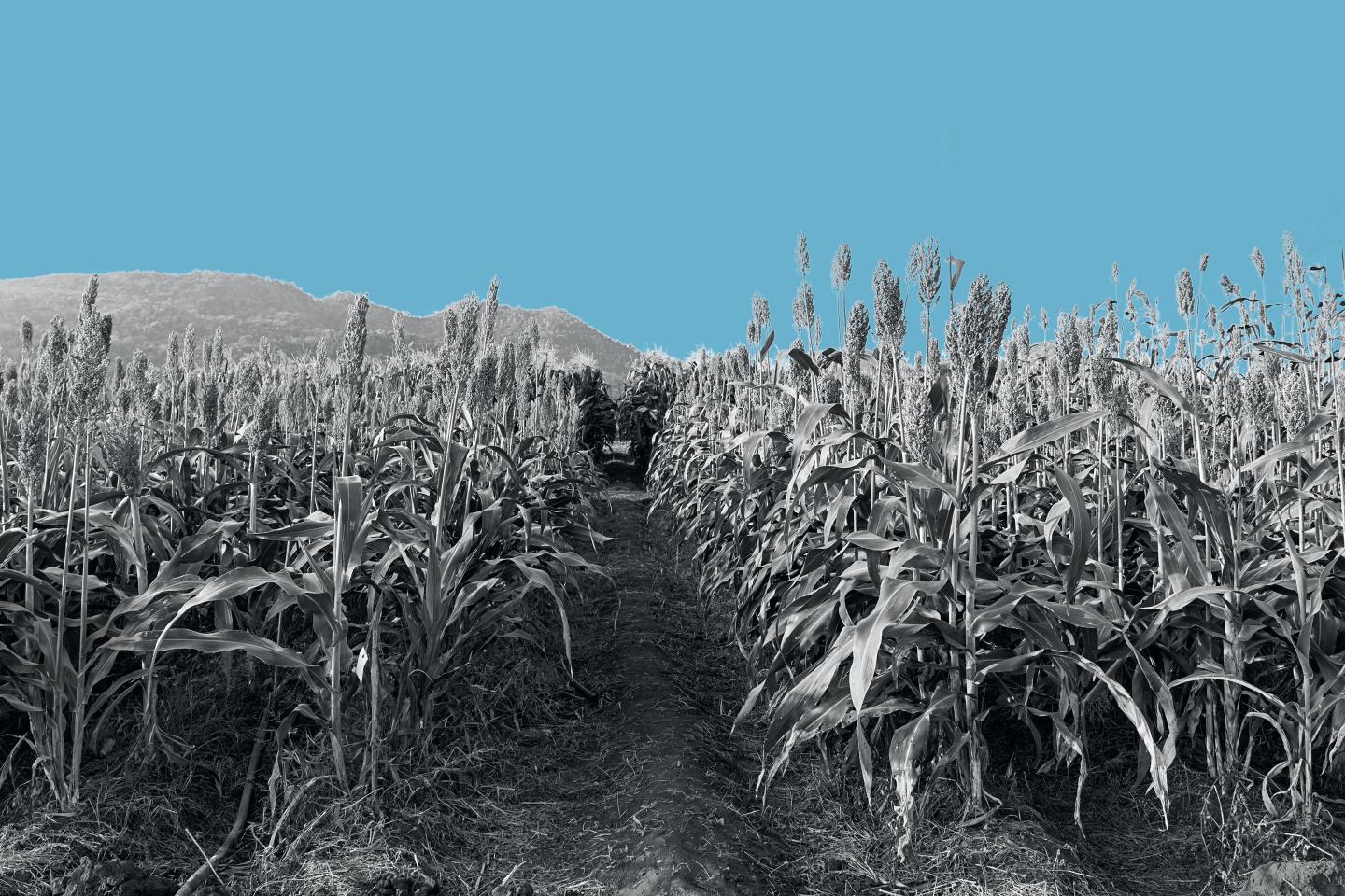 What It’s Like to Be a Soybean Farmer During a Trade War