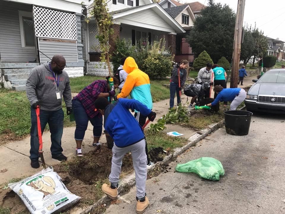 Citizens plant trees on Virginia Avenue in Louisville, Kentucky in November 2017