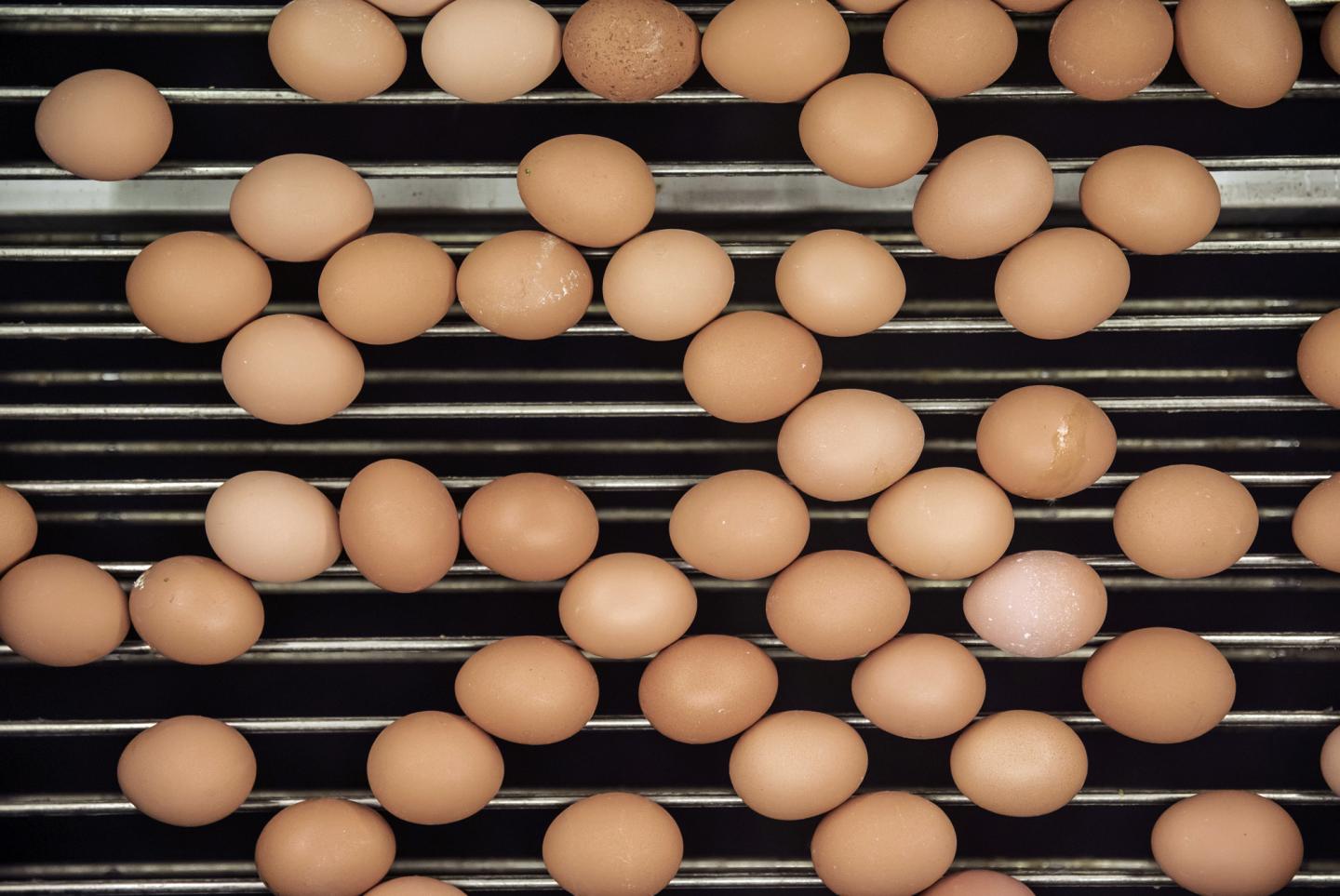 Operations at a CP Group Egg Factory