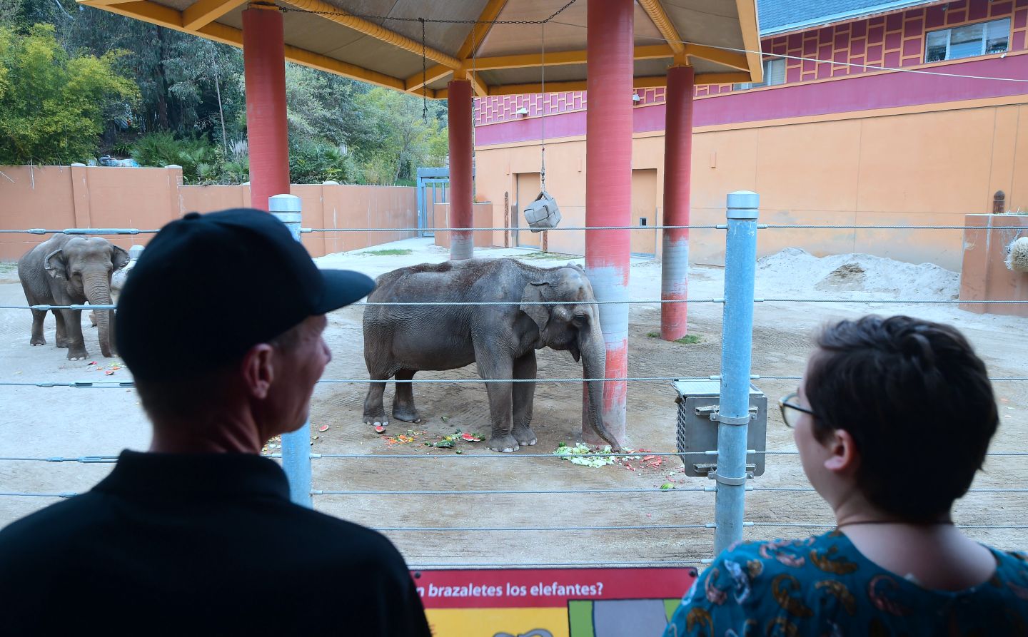People watch as Los Angeles Zoo elephants Tina and Jewel eat.