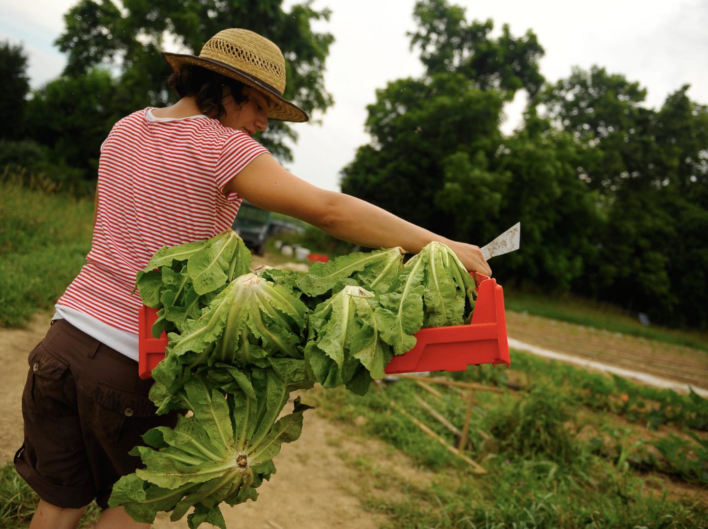 A woman farmer carries a bushel of romaine lettuce heads.