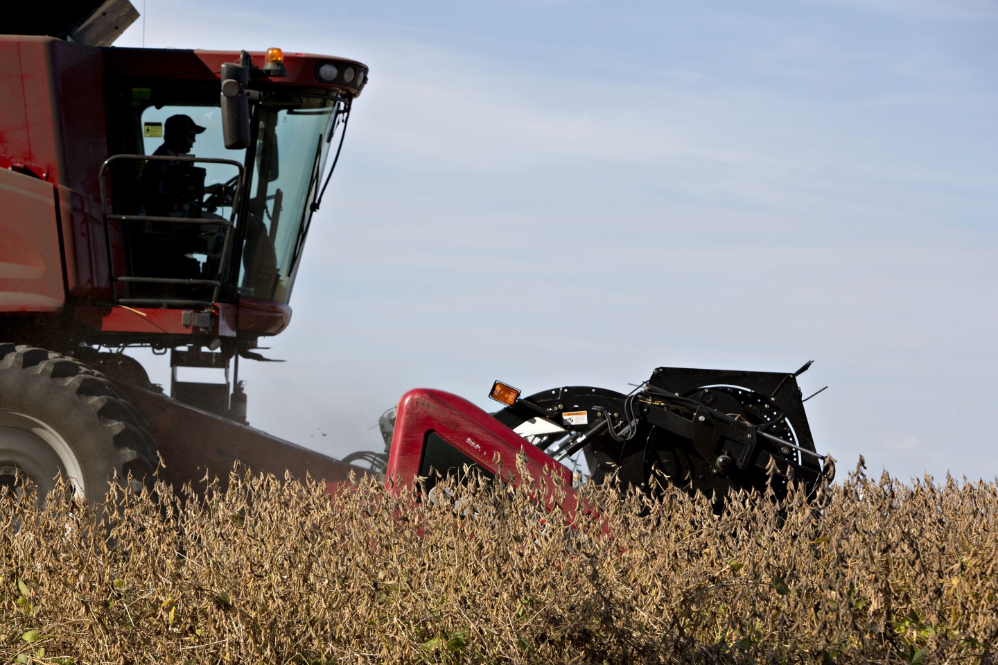 A farmer in tractor harvests soybeans in field.