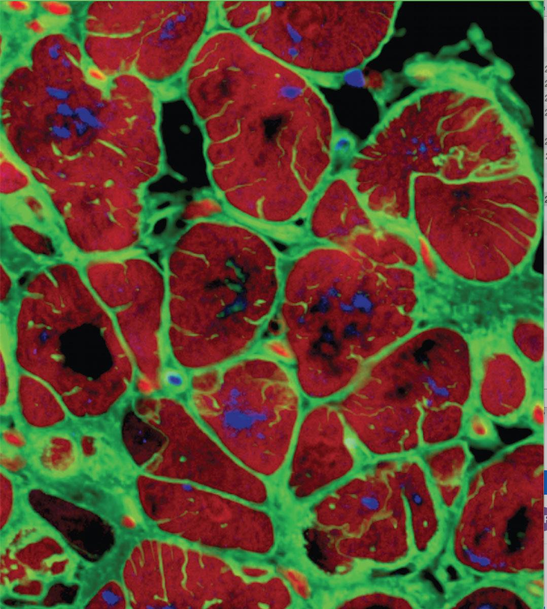 heart-tissue