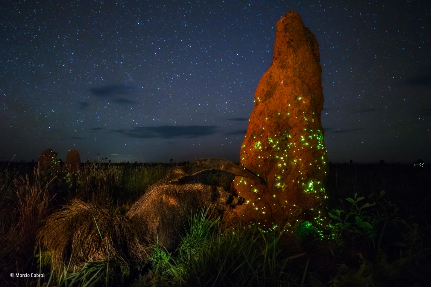 Stuffed Anteater Disqualifies Winning Wildlife Photograph