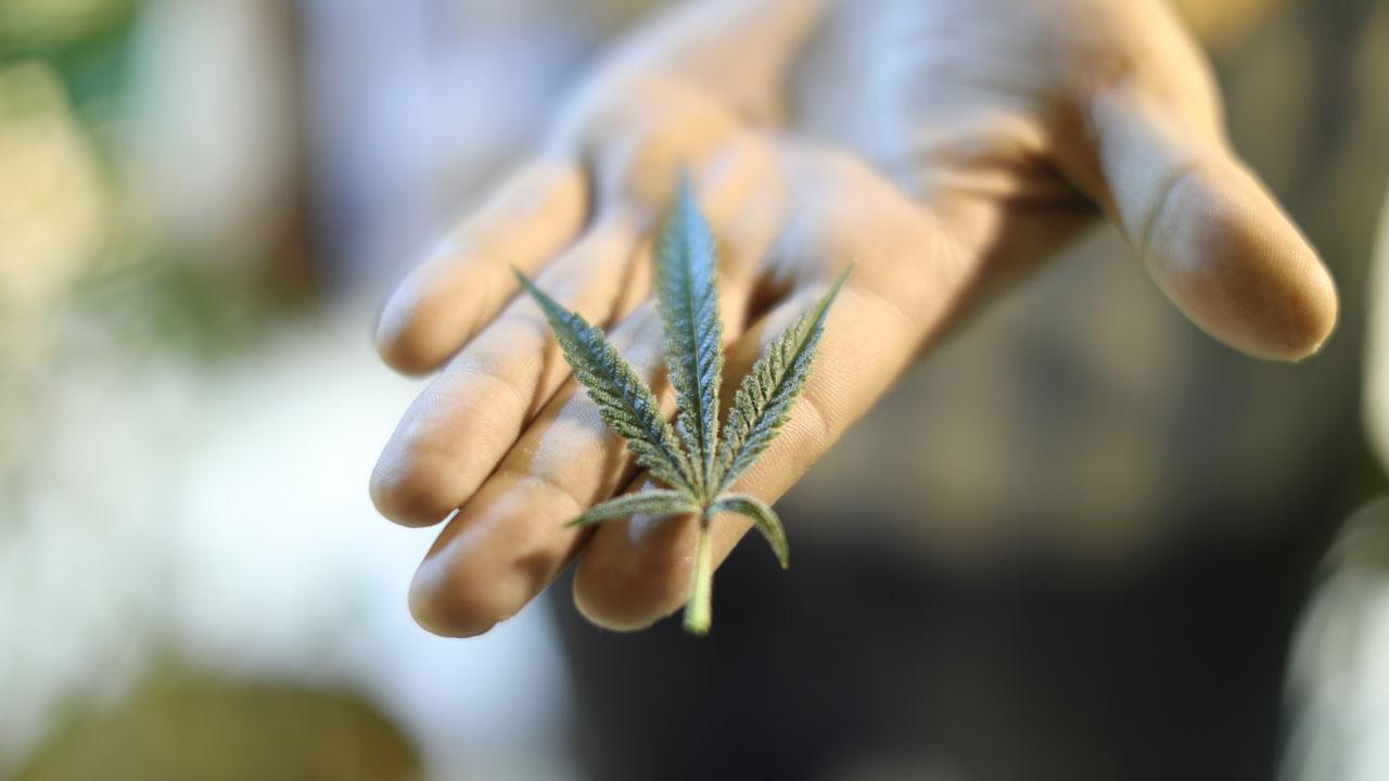 Canada Is About to Legalize Recreational Marijuana Use. And These Weed Companies Are Ready to Take Off