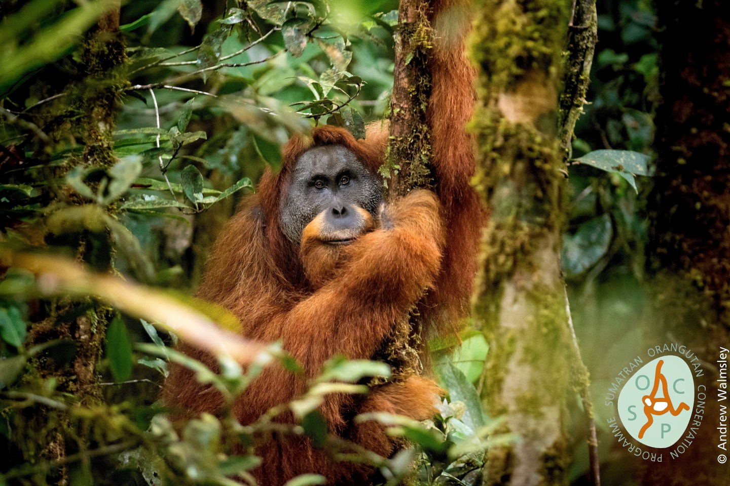 Pongo tapanuliensis is the most imperiled great ape in the world. Only an estimated 800 individuals exist in fragmented habitat in Sumatra.