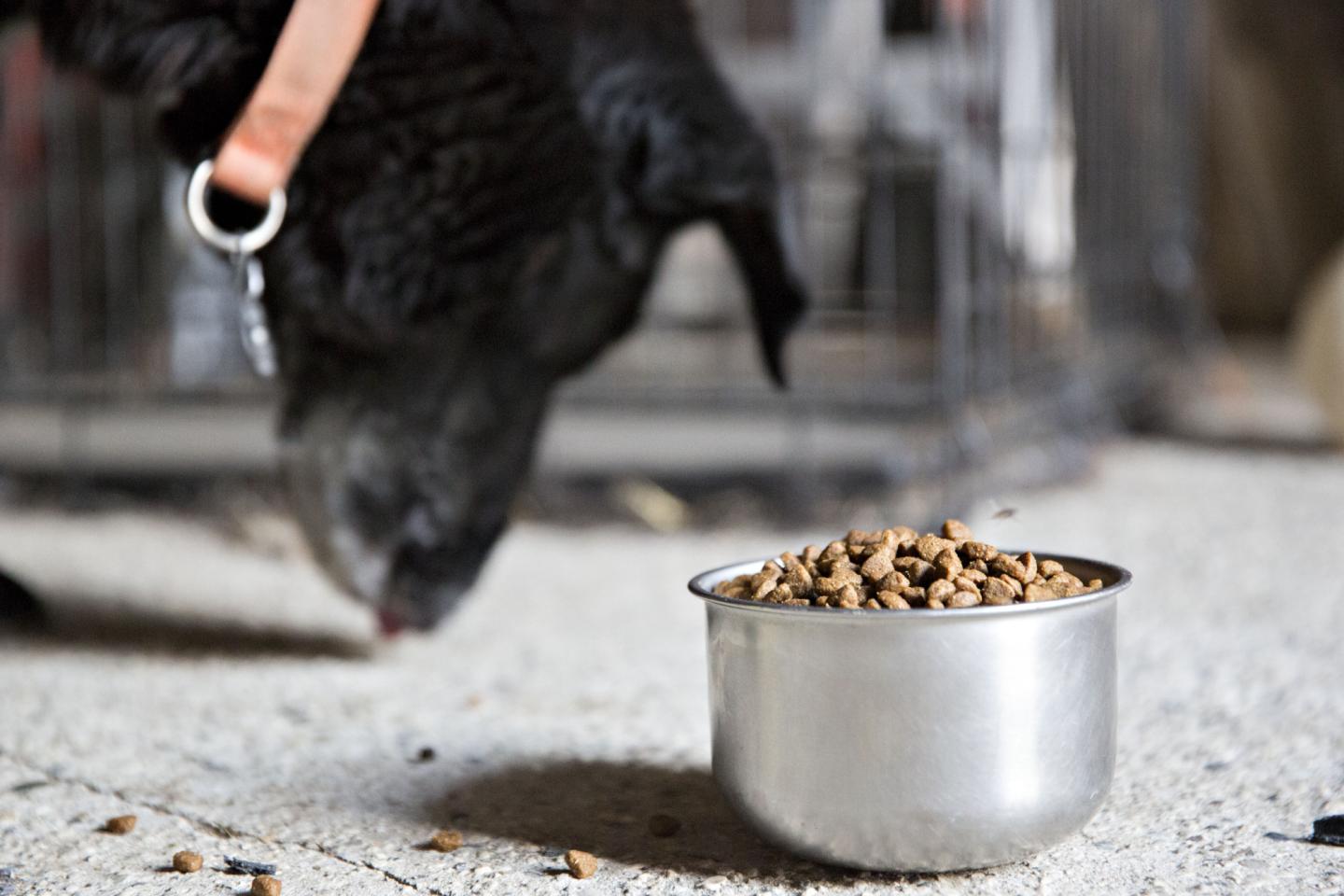 Amazon Launches Own Pet Product Brand, Wag; Starts With Food