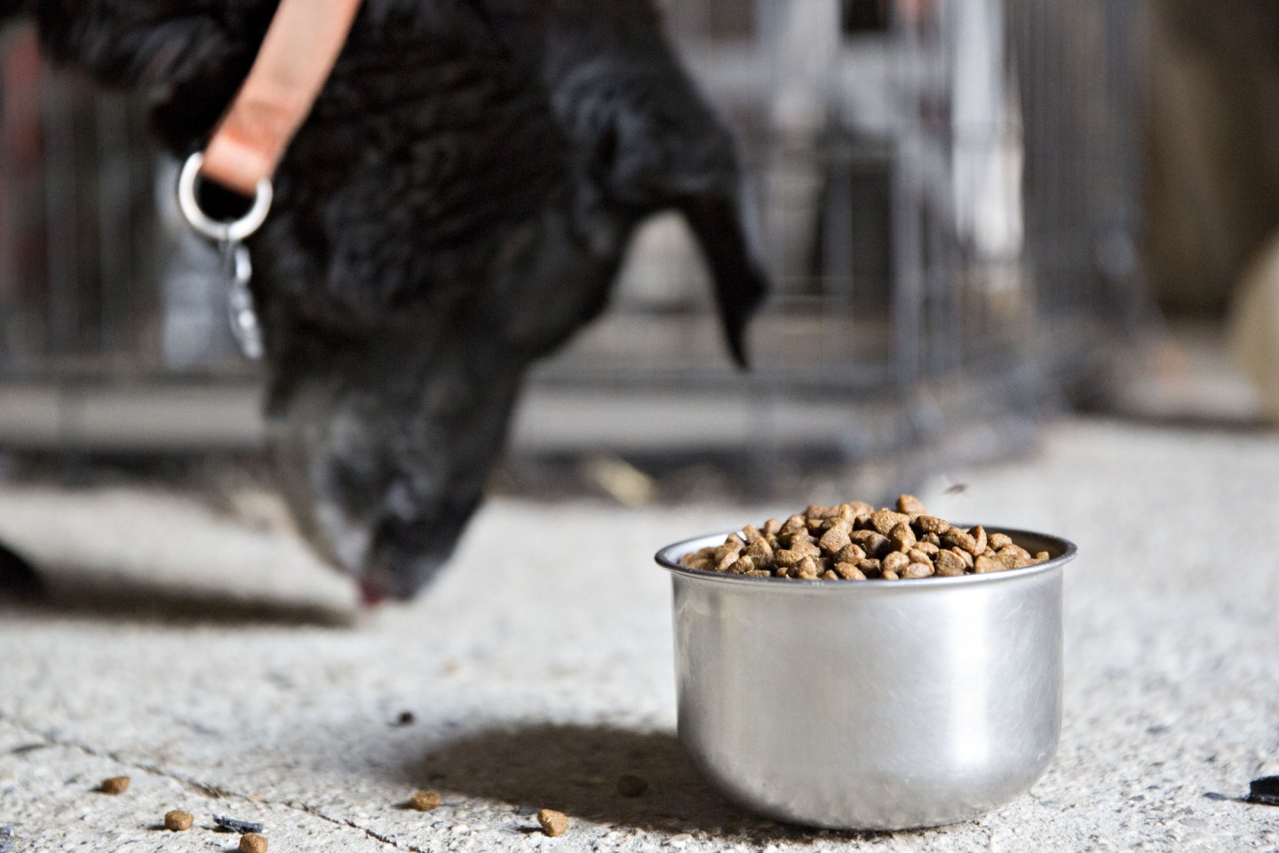 Amazon Launches Own Pet Product Brand, Wag; Starts With Food