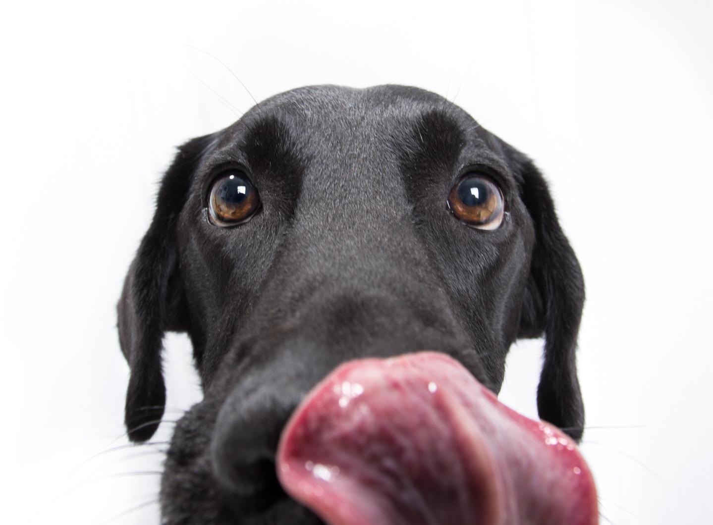 Dog Is Licking Lips