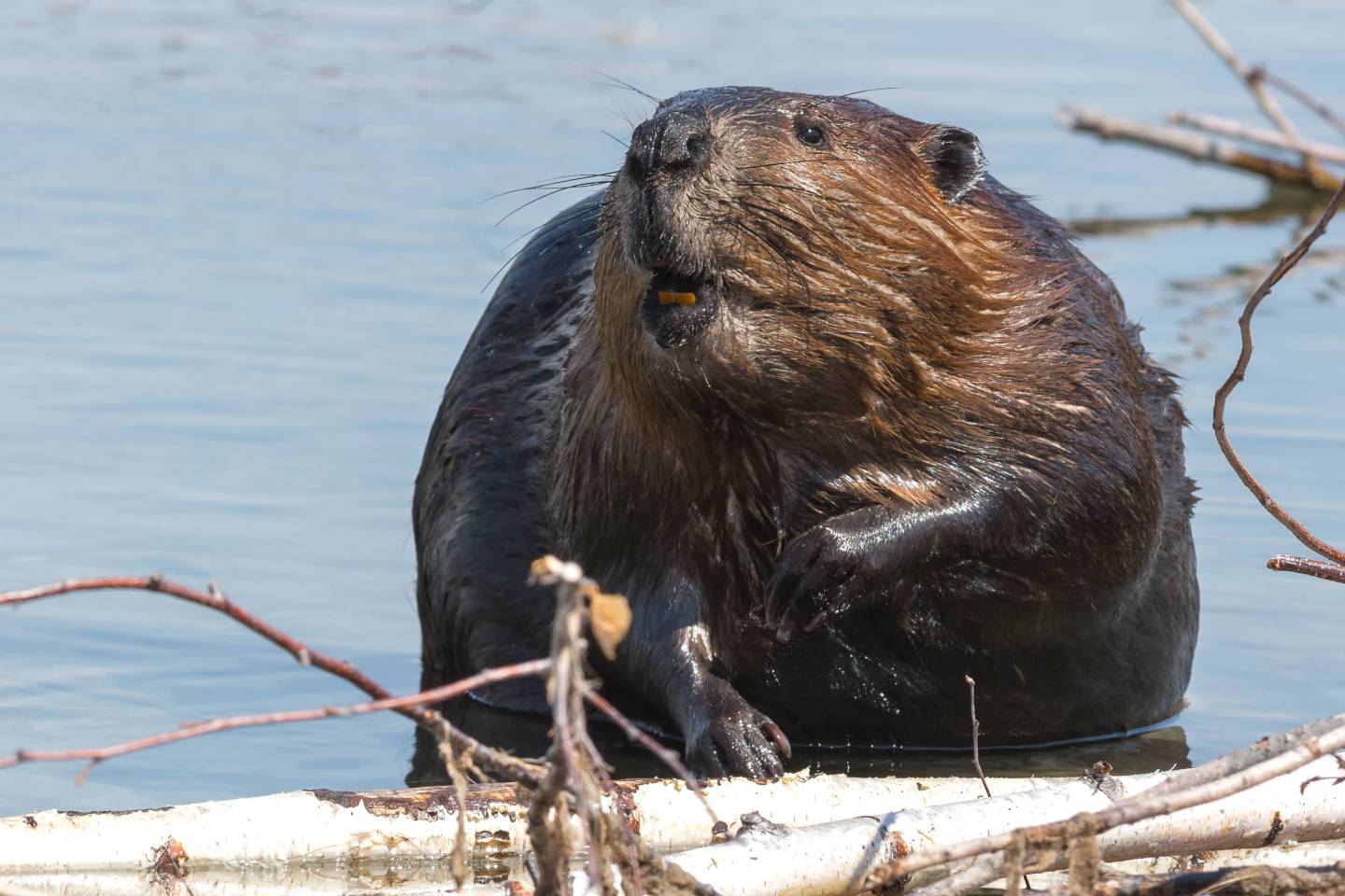 North American Beaver