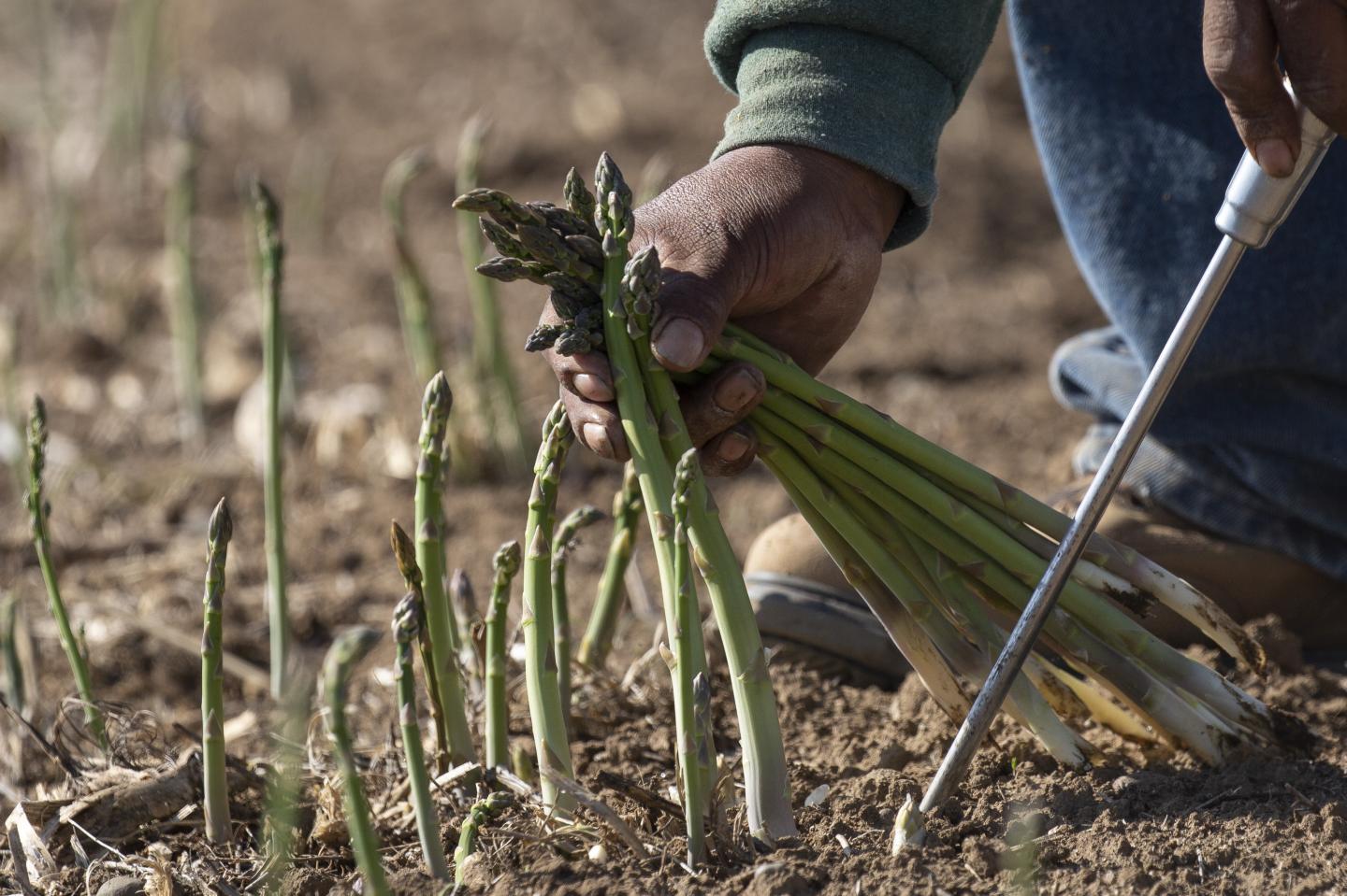 Operations During An Asparagus Harvest And Packing Facility As Export Value Increases