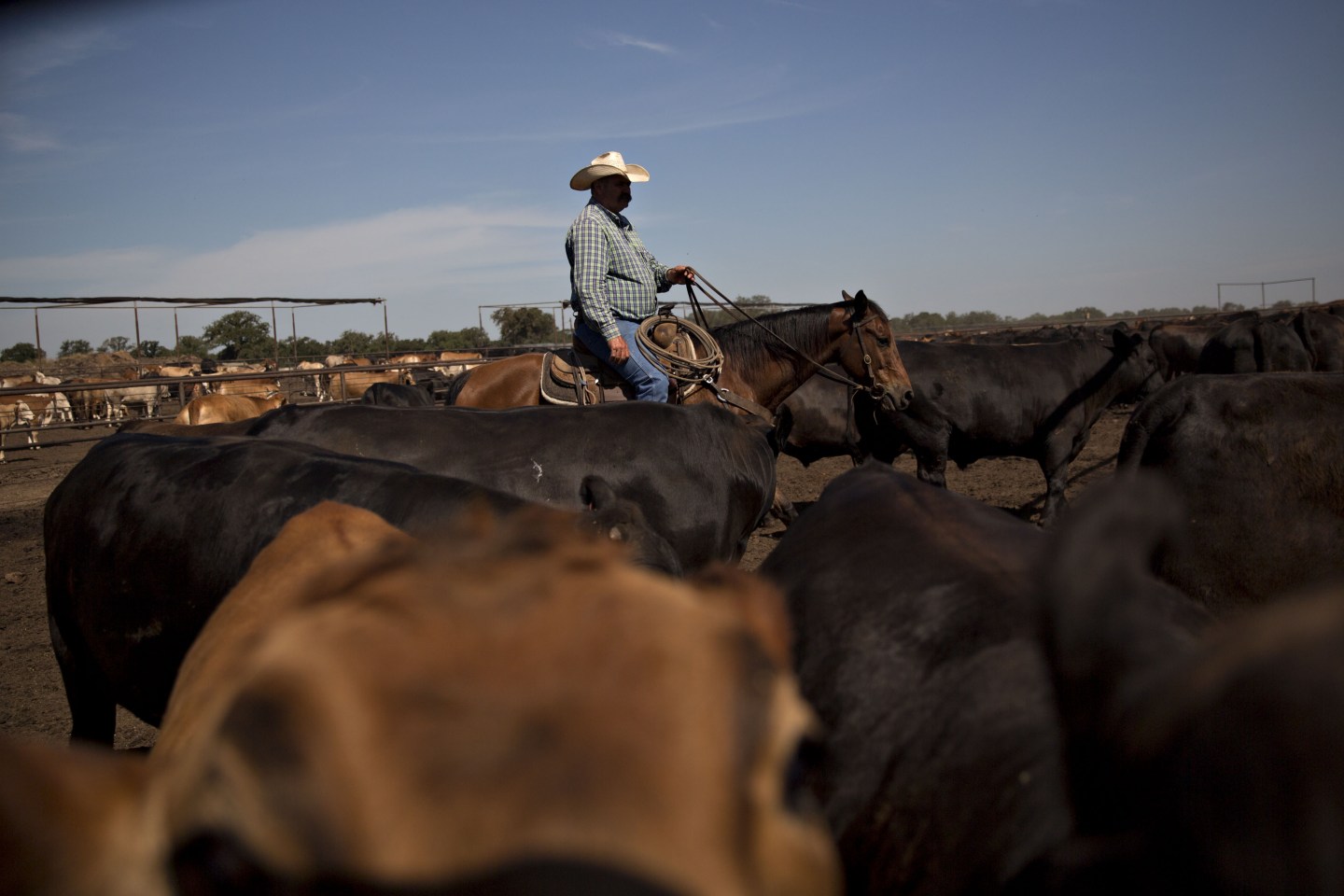 Operations At Texana Feeders Beef Cattle Feedlot As Trump Led U.S. To Brink Of Trade War