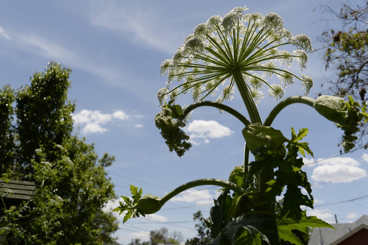PROCTORS GROWING FLOWERS