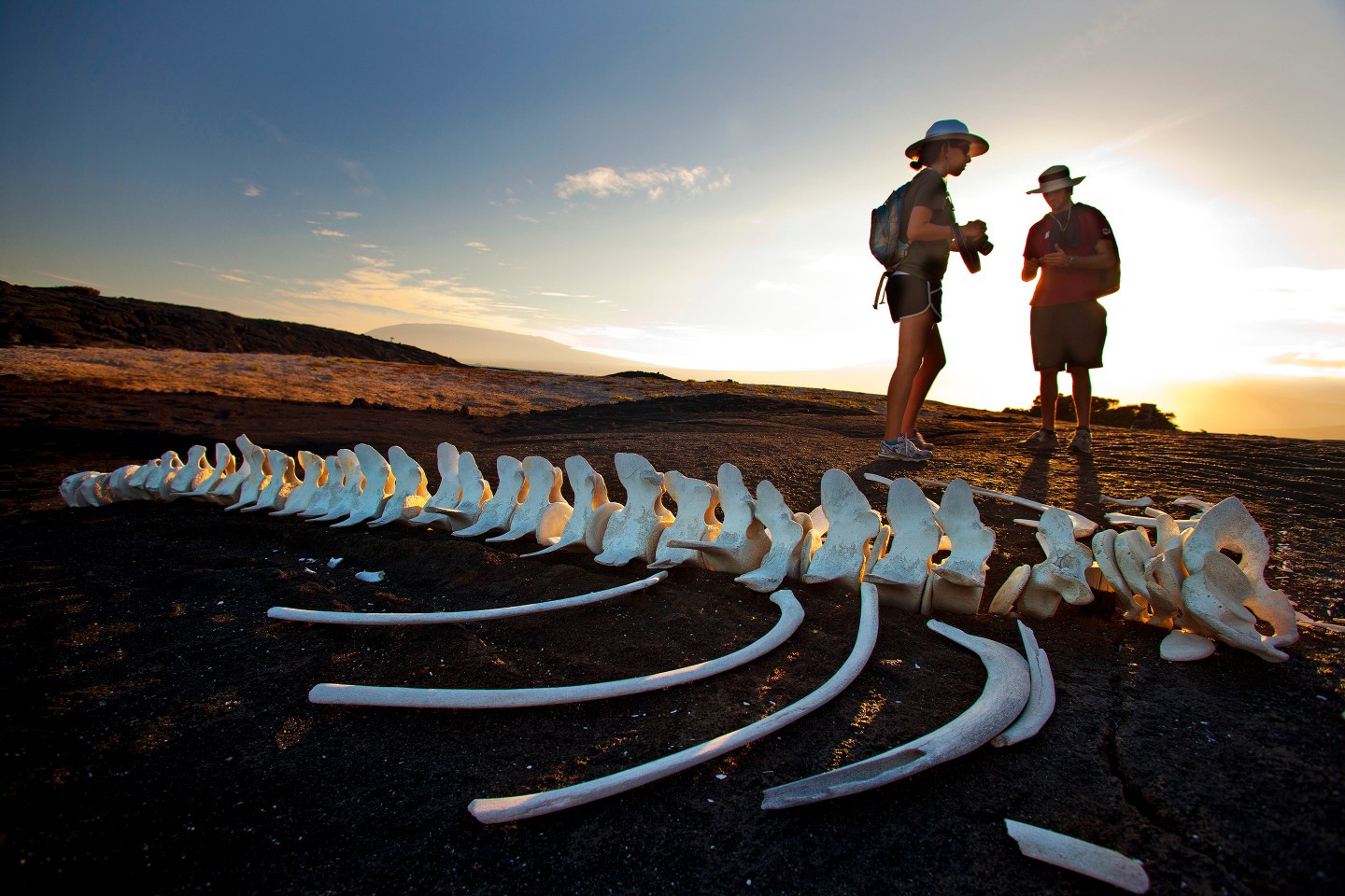 Galapagos Islands - Tourism - Bones of whale found on Fernandina Island