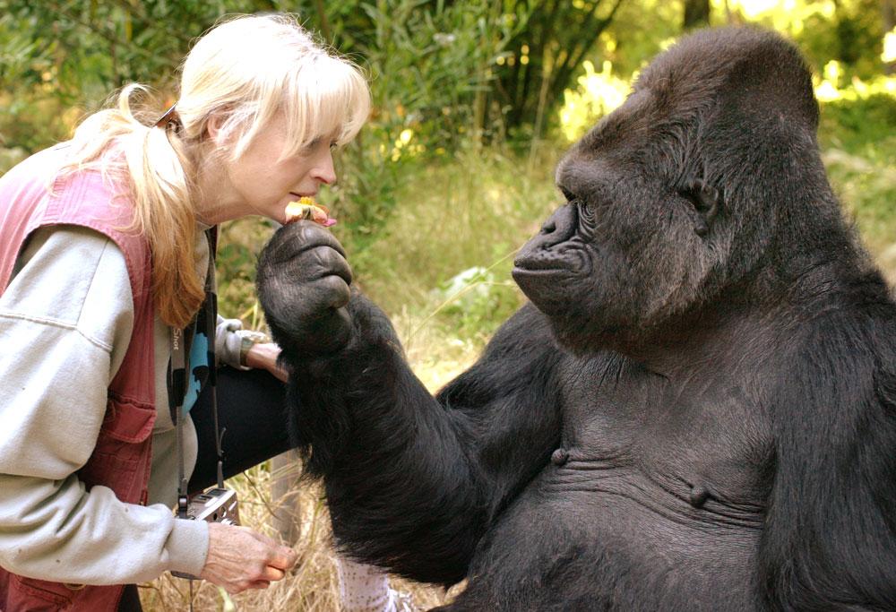 Koko, the Gorilla Who Learned Sign Language, Is Dead at 46