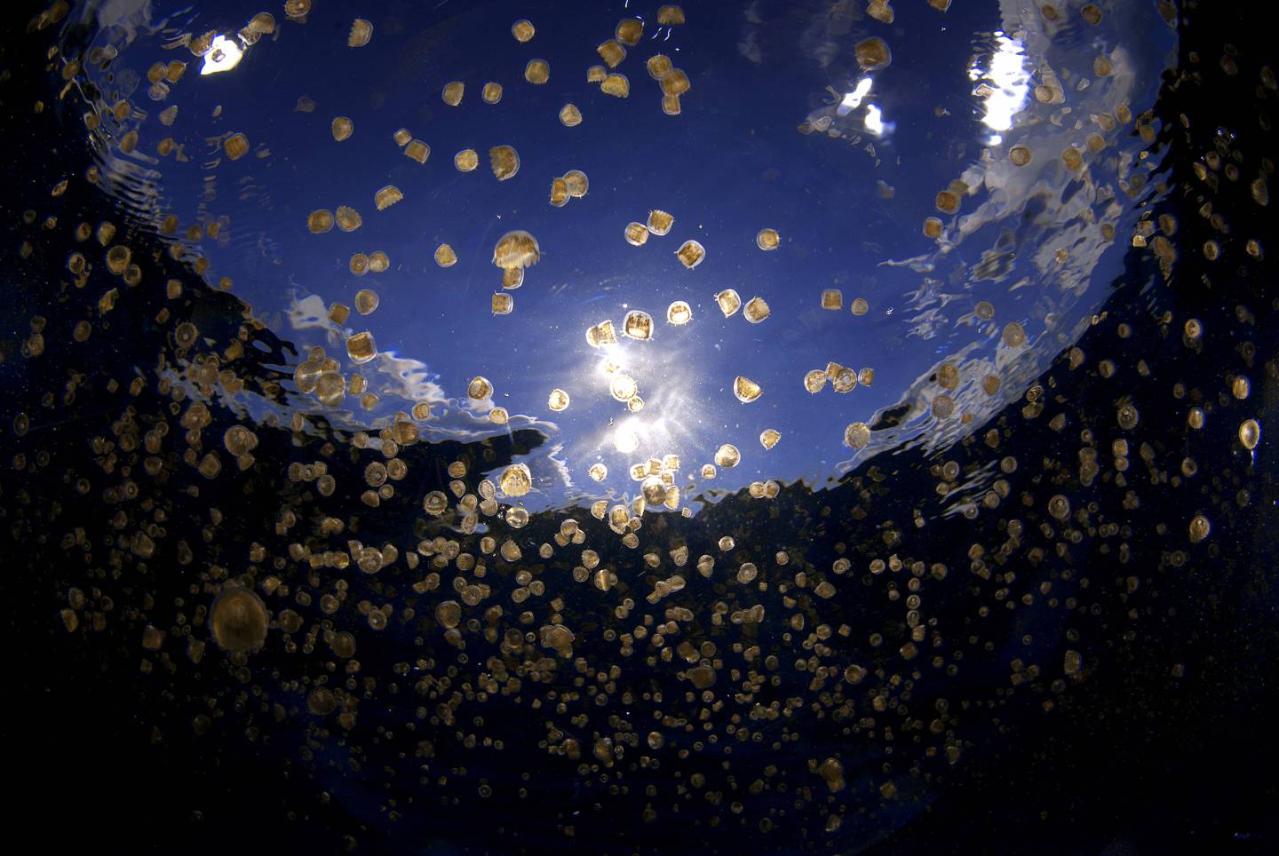 swarm of sea thimble jellyfish or sea lice