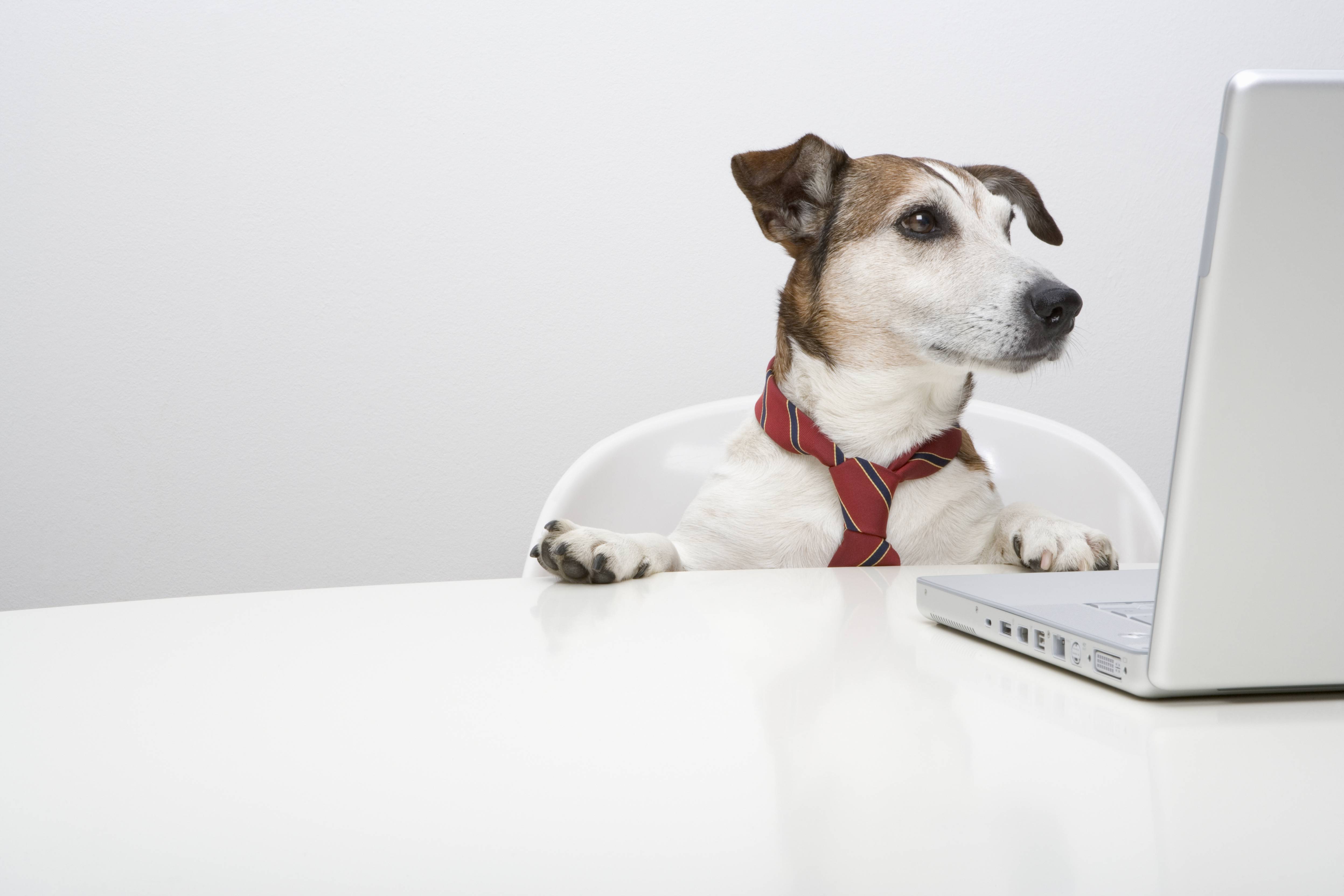 Take Your Dog to Work Day Is All Year at These Pet-Friendly Companies |  Fortune