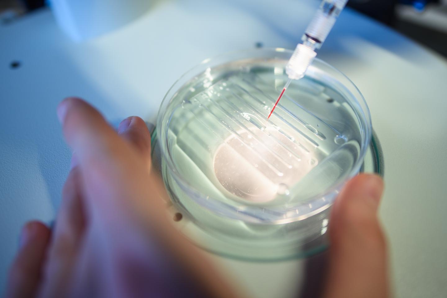 CRISPR Cancer