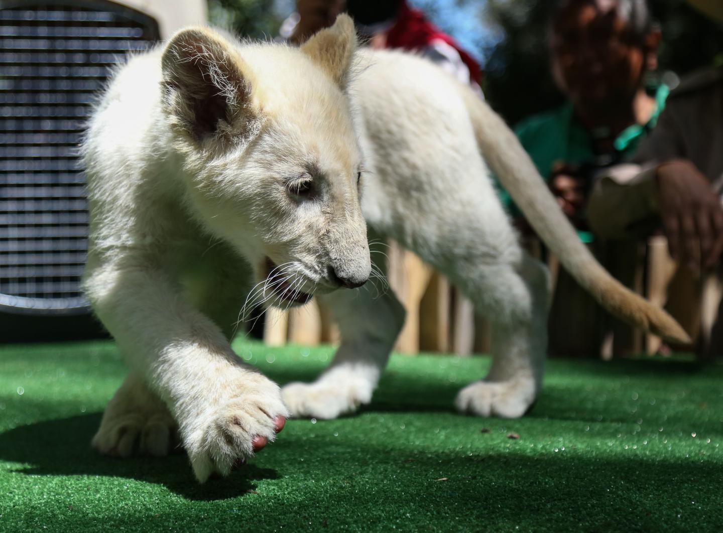 MEXICO-WHITE-LION-CUBS