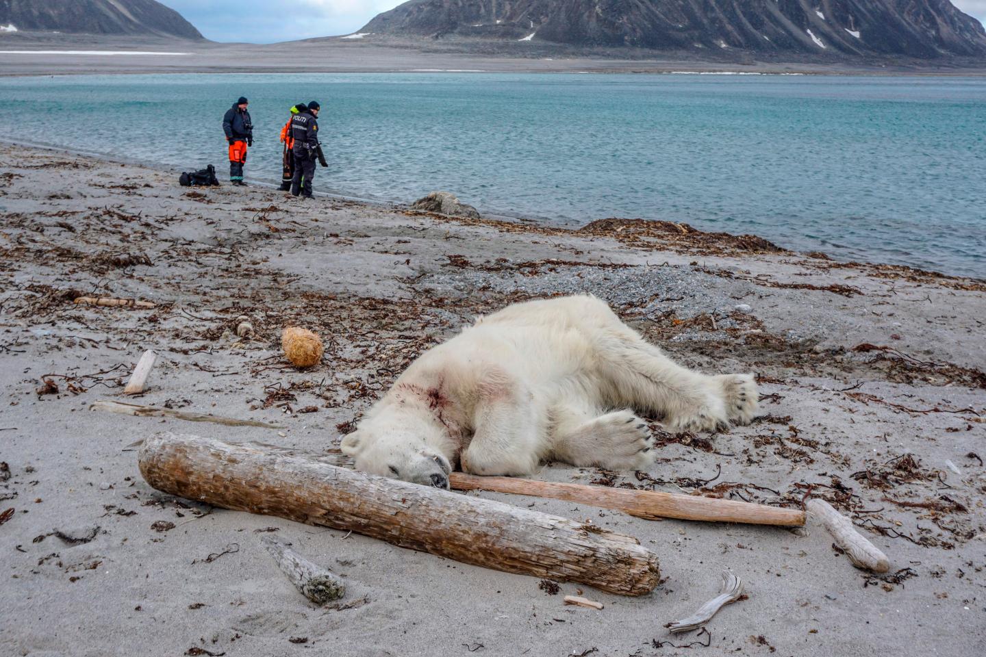 TOPSHOT-NORWAY-ARCTIC-ANIMALS-POLAR-BEAR
