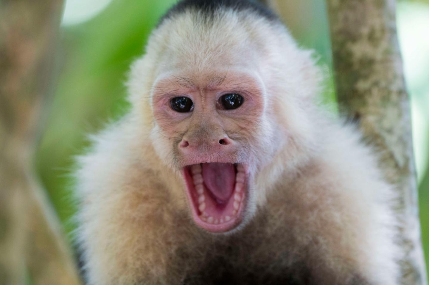 Close-up of a white-faced capuchin monkey (Cebus capucinus)
