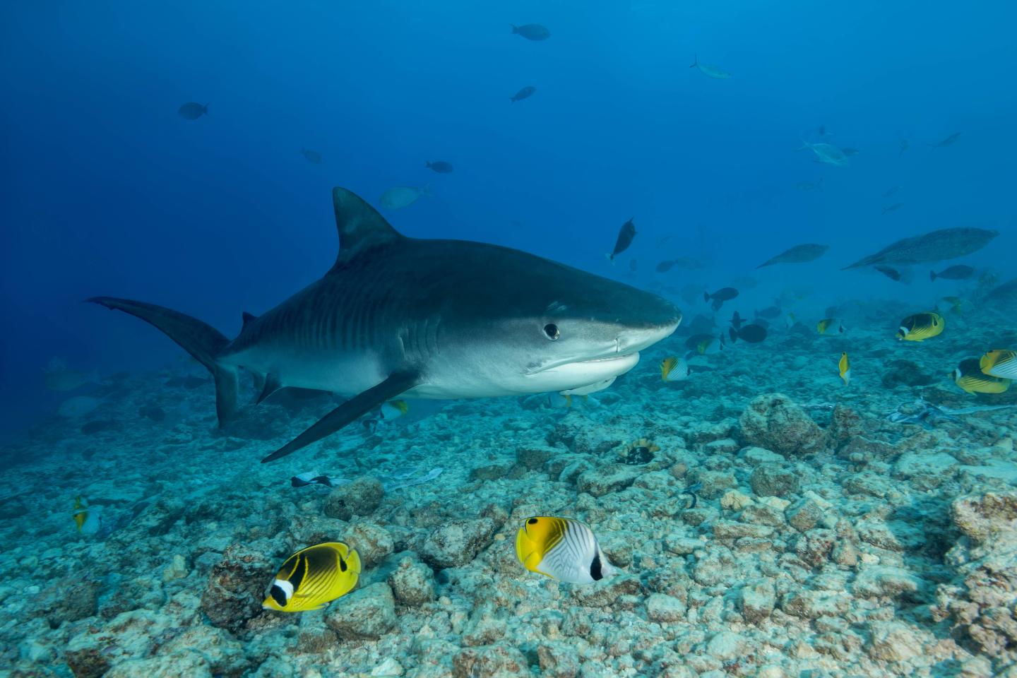 Female diver dares to Swim with Tiger Sharks near Fuvahmulah, Indian Ocean