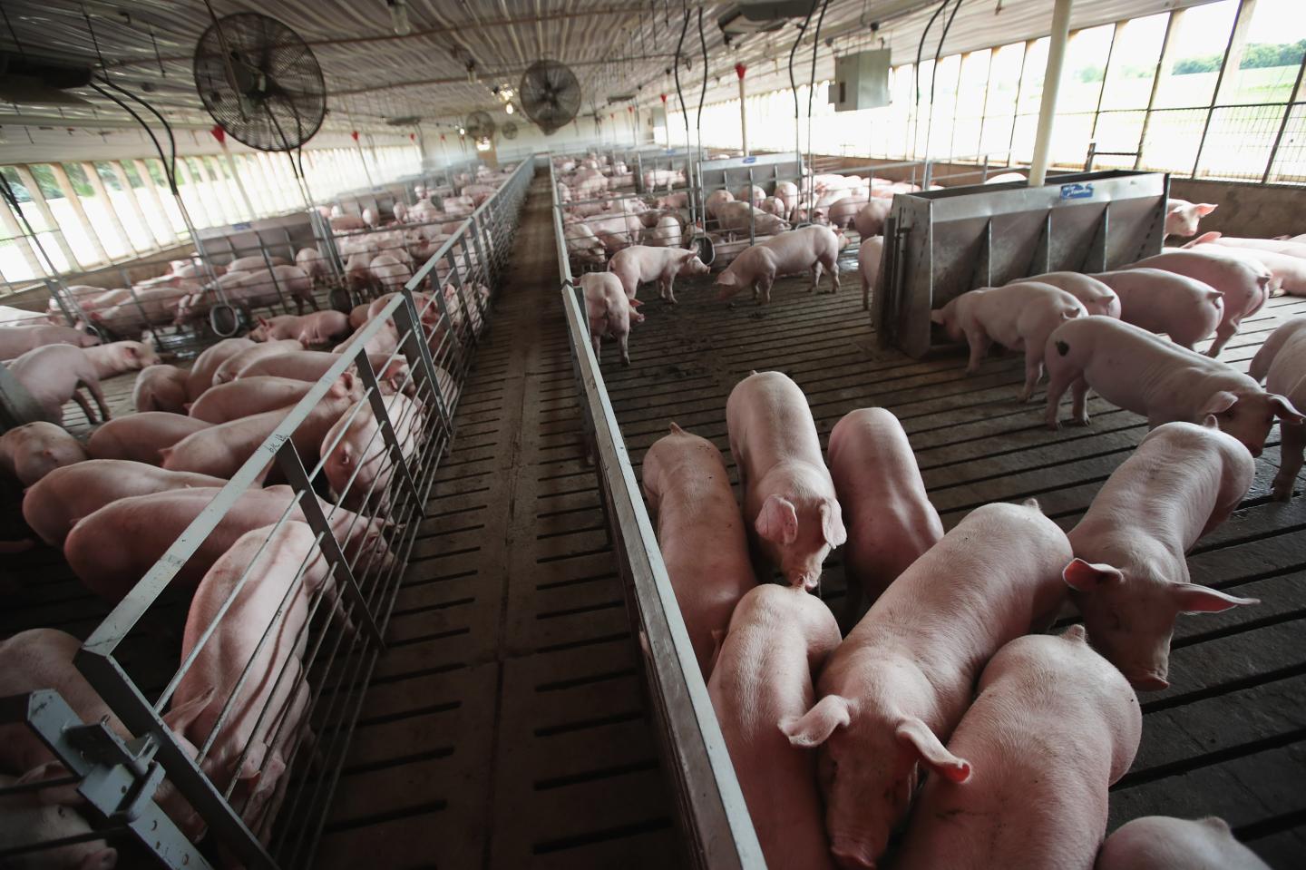Hogs on Farm