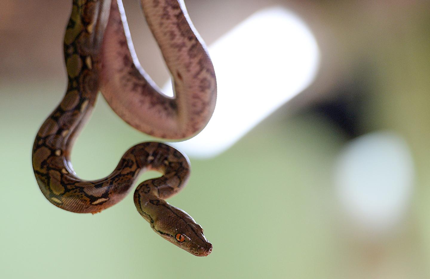 Snake