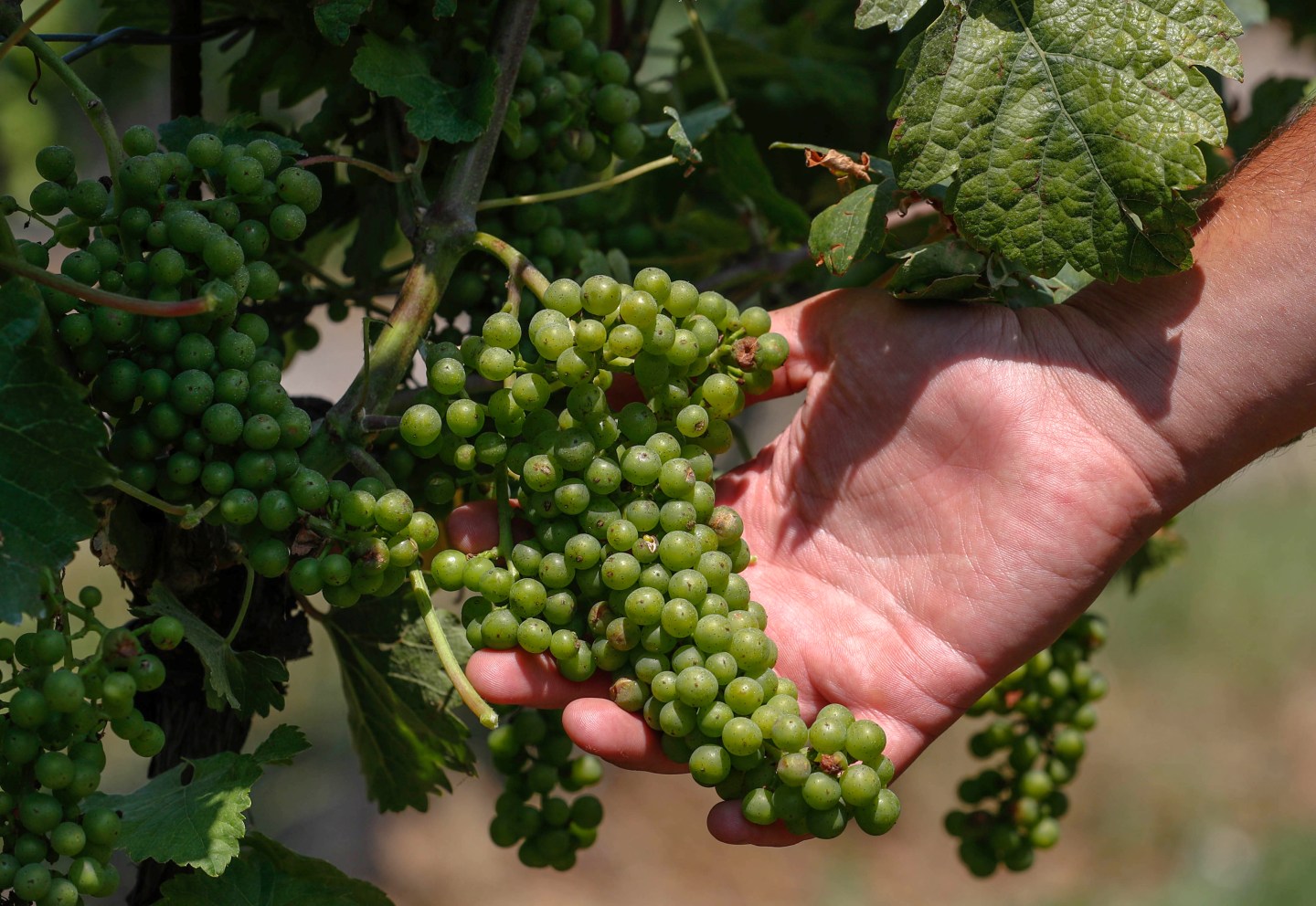 Belgian winemaker Betrand Hautier shows a bunch of grapes in a vines field at the Domaine du Chapitre in Baulers