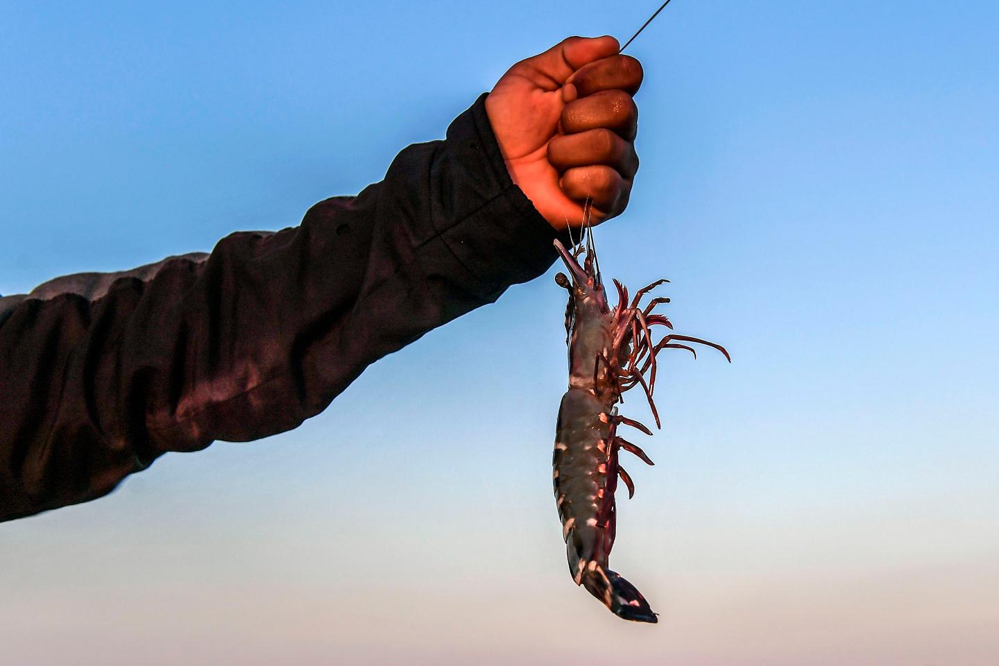 shrimp-industry-texas