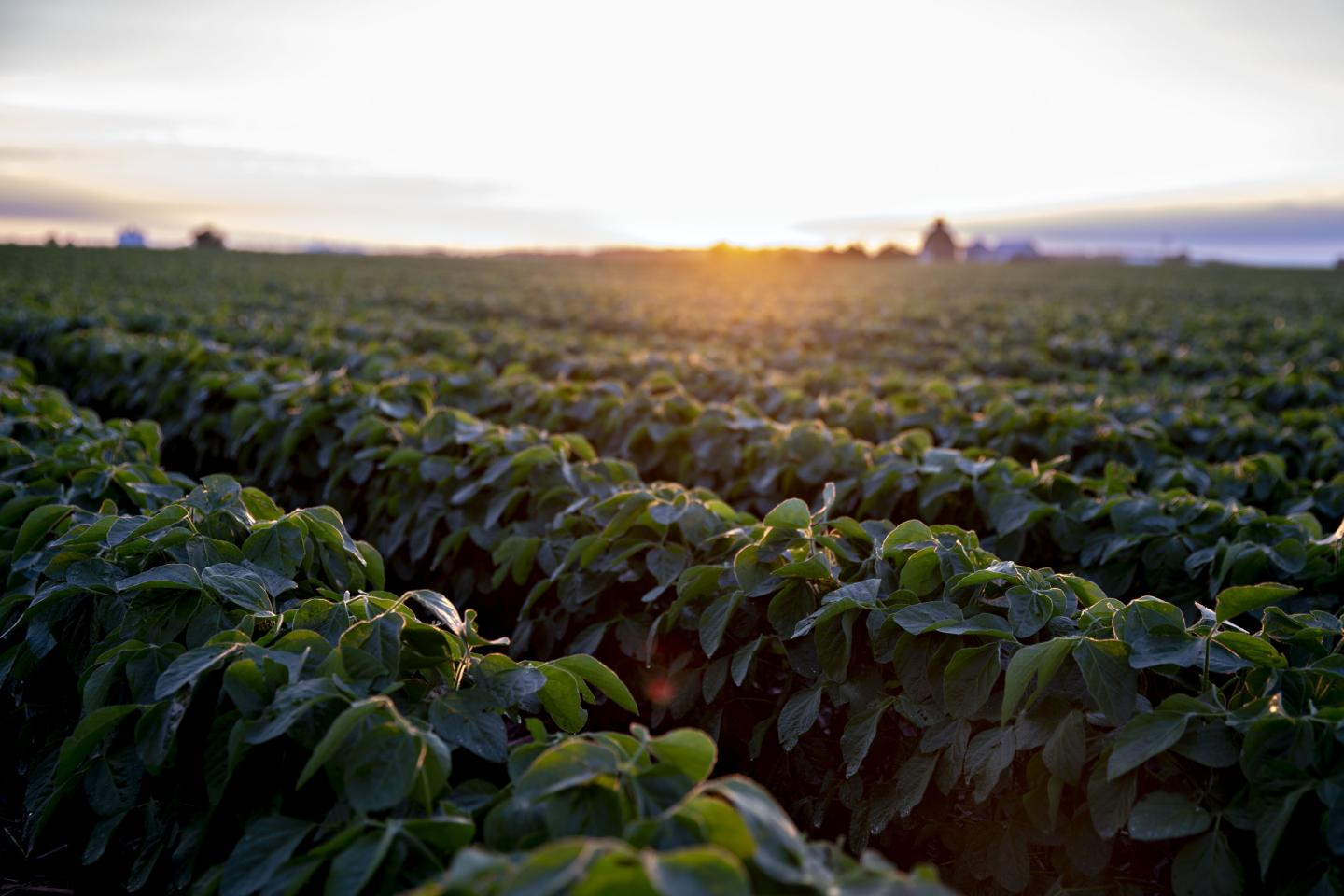 U.S. Soy Prices Are Crumbling as Trade War Sparks Brazil Rally