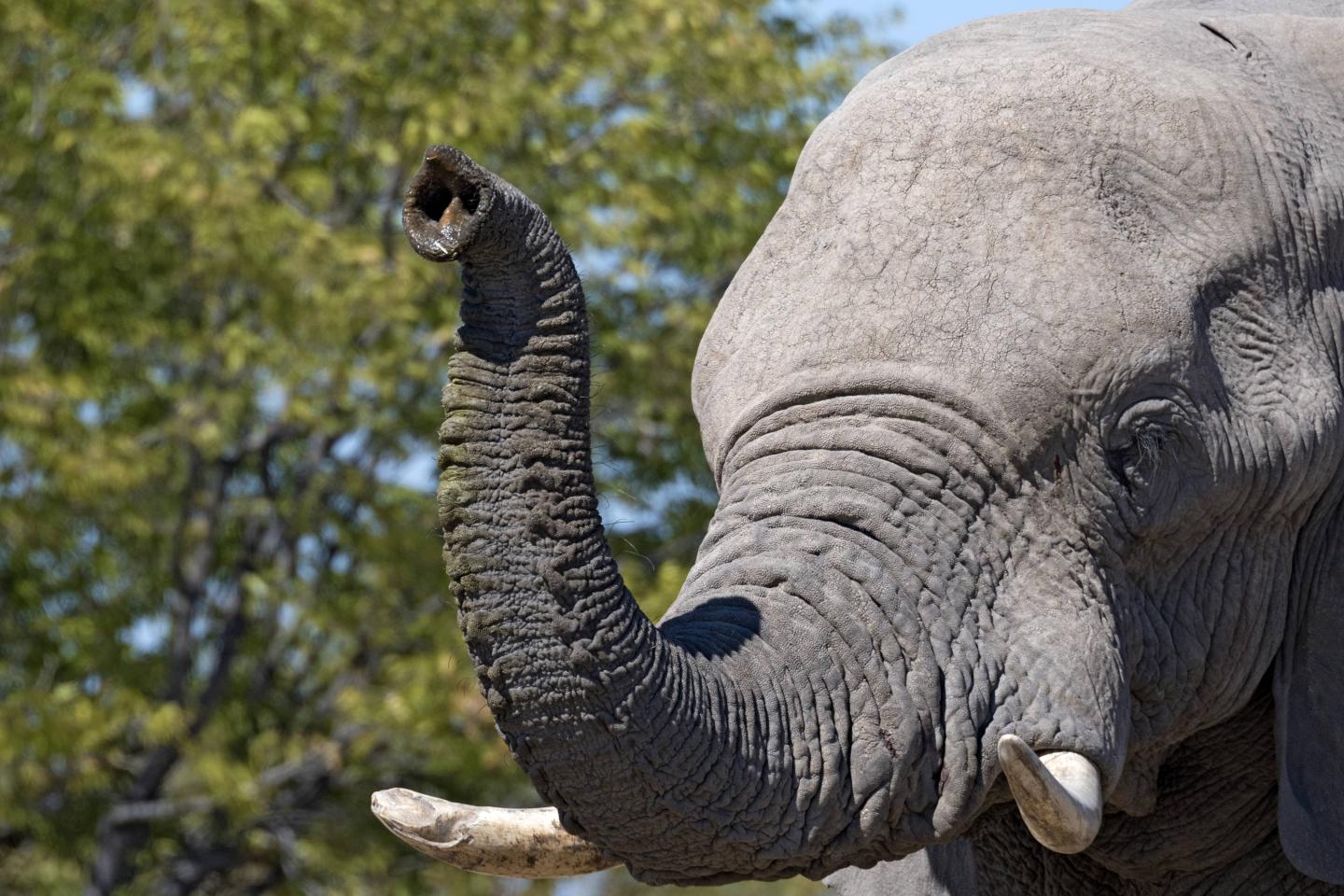 Alzheimer's and elephants