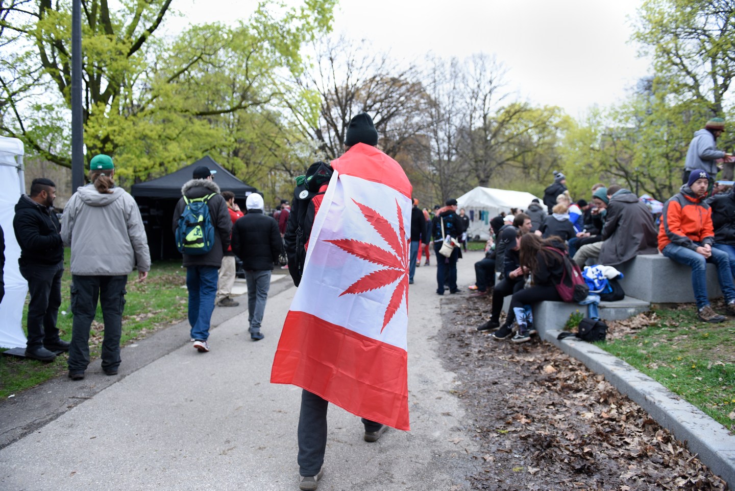 A man walking wrapped with a replica of a Canadian flag where the maple leaf has been replaced by Marijuana leaves during the Global Marijuana March in Toronto.