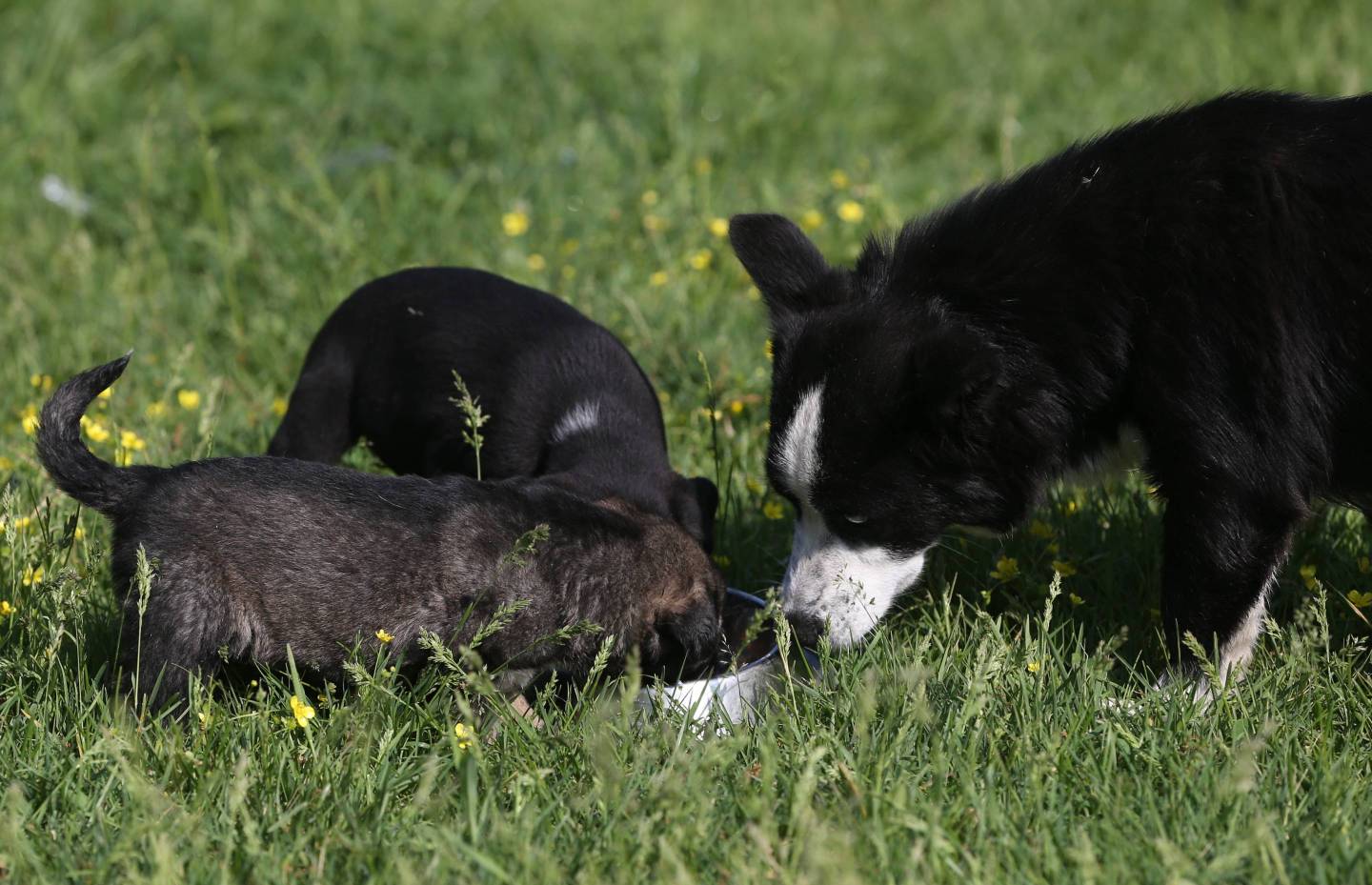 Mother-baby bond in the animal world