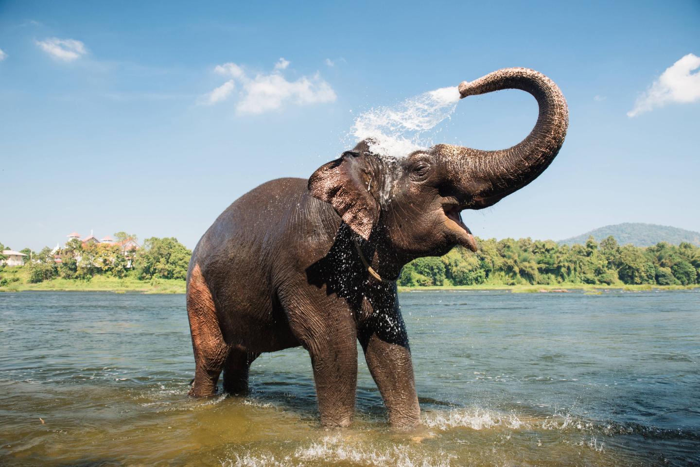 Elephants cancer gene