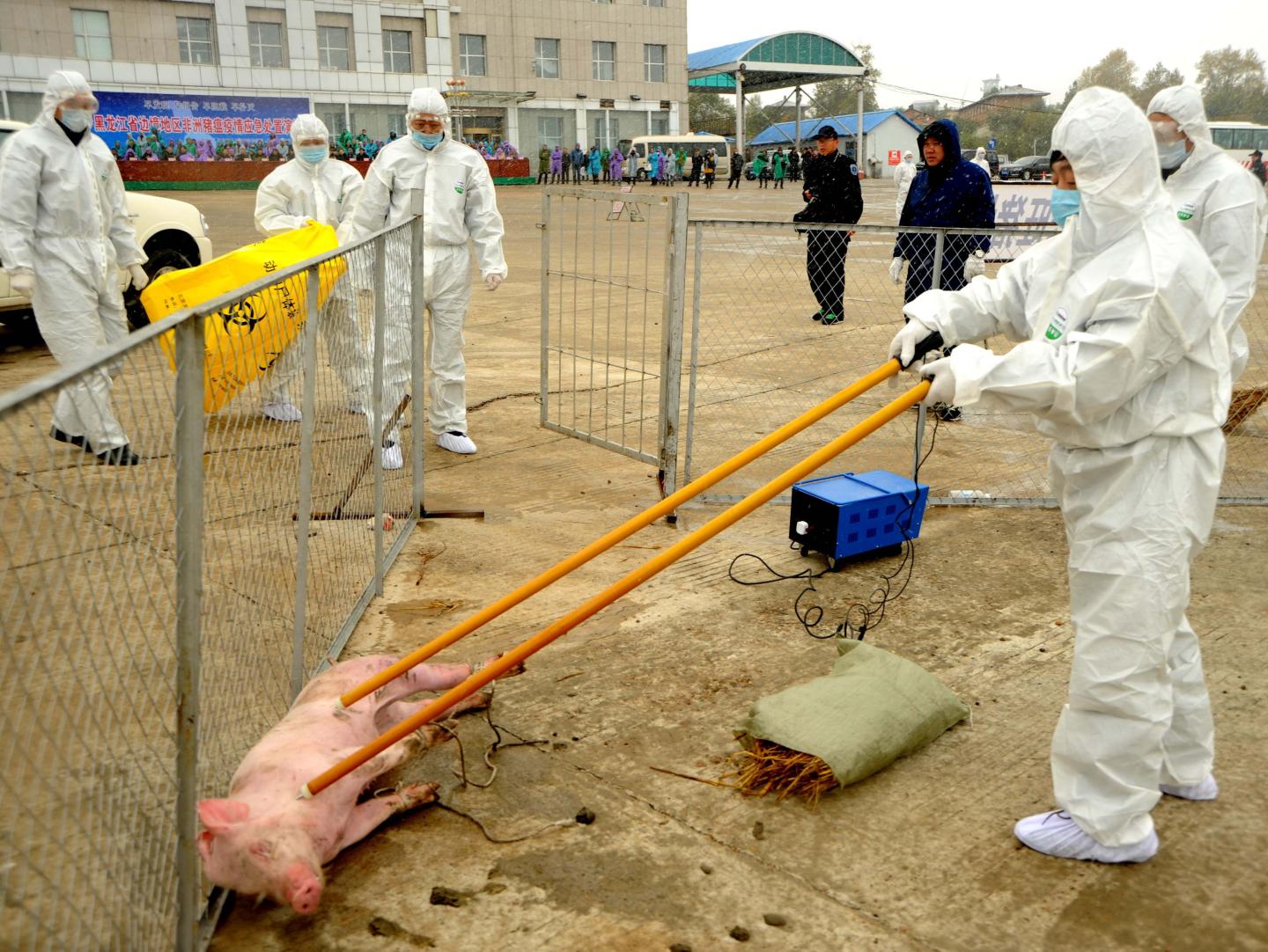 Prevention Exercise Against African Swine Fever Held In Heihe
