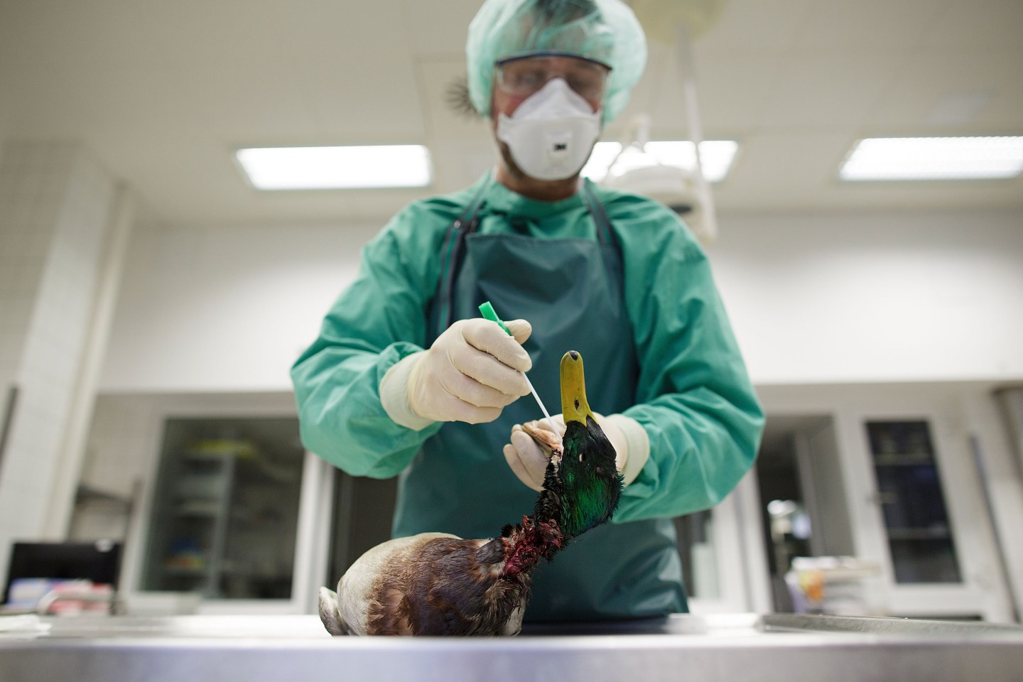 Europe On High Alert Following H5N8 Bird Flu Cases