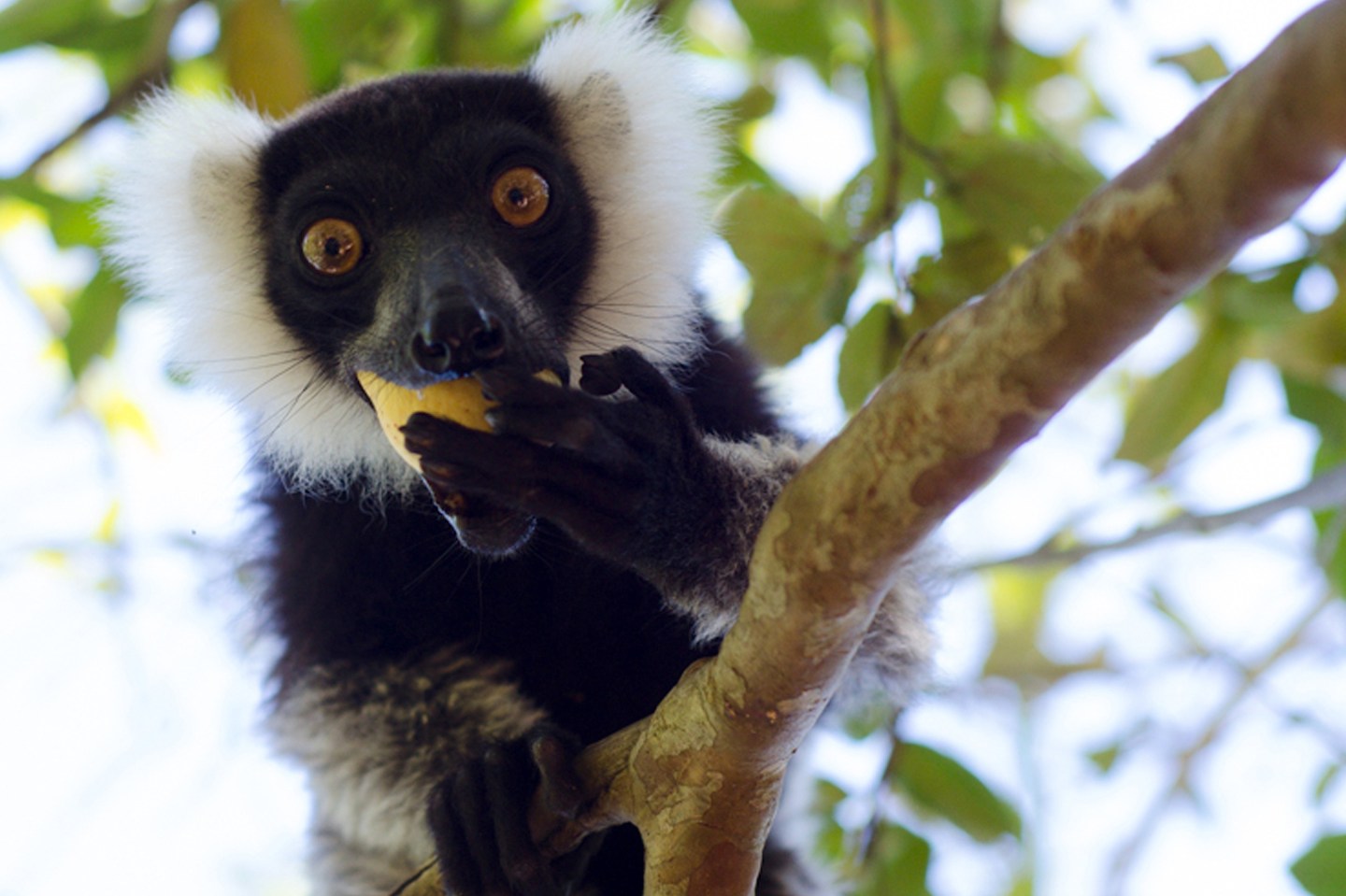 Lemurs facing extinction