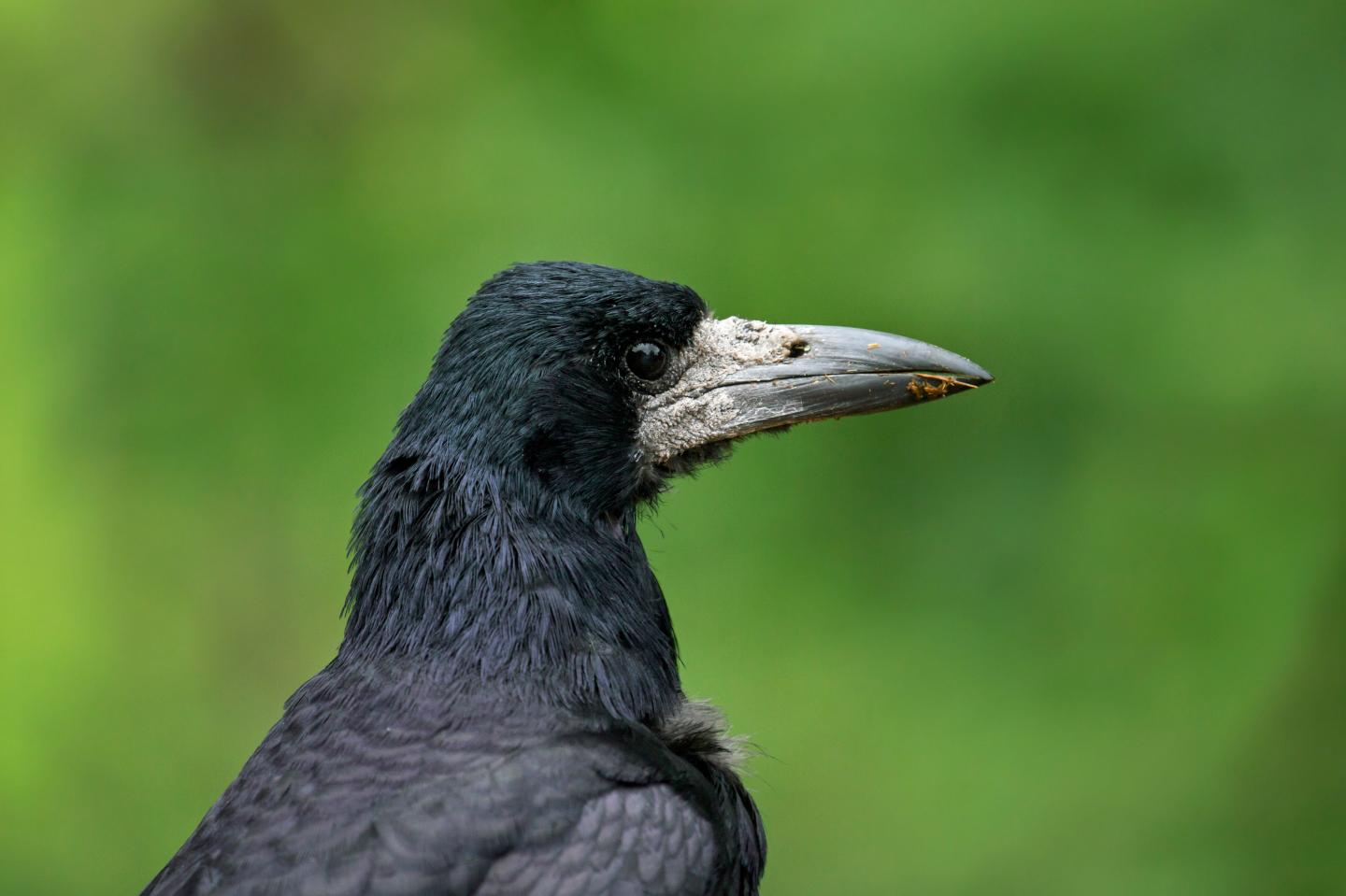 Rook close up of head and beak.