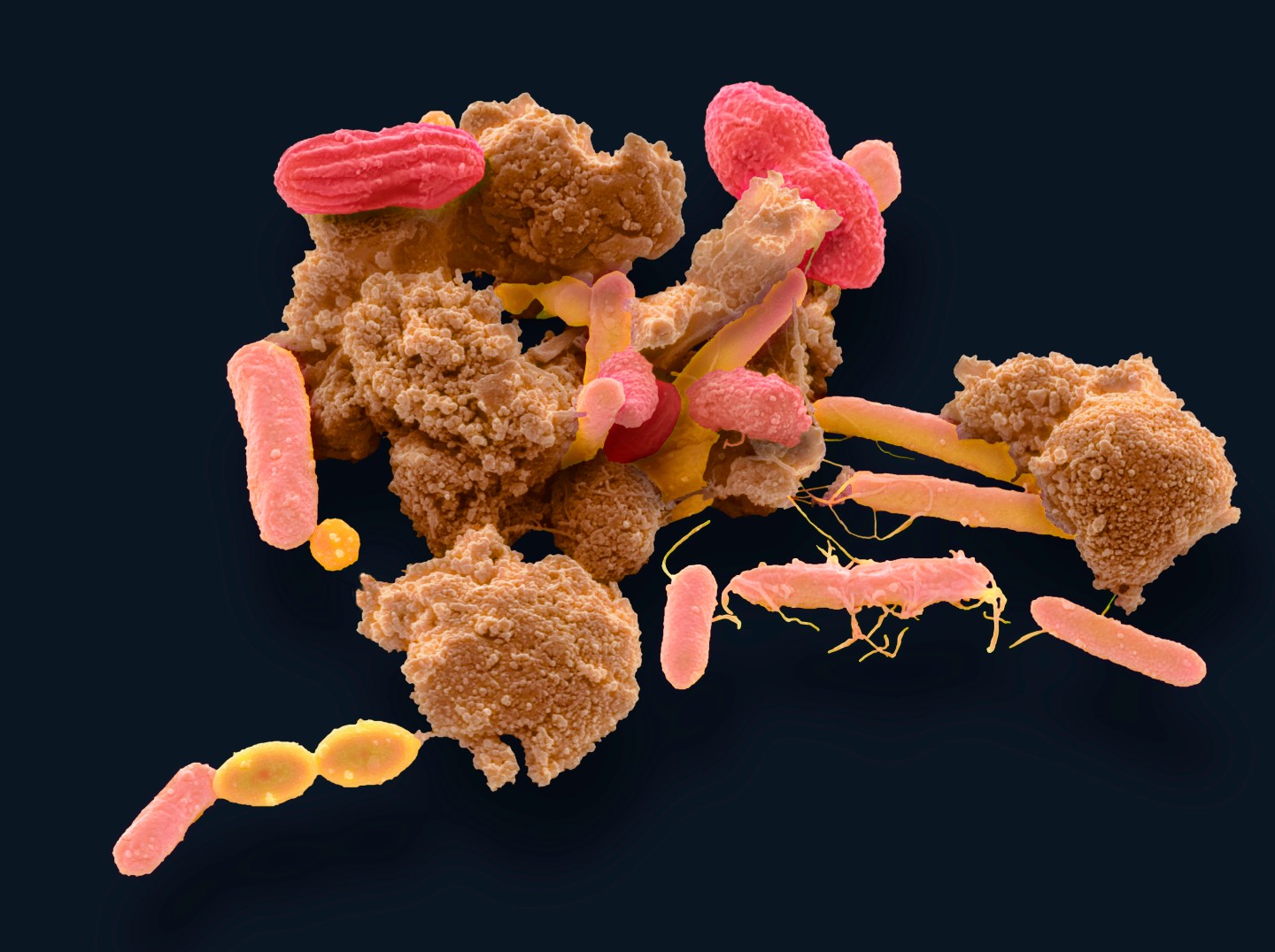 gut bacteria microbiome