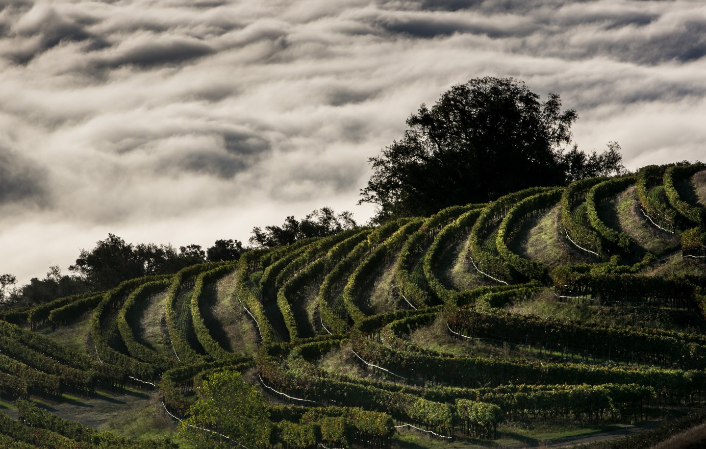 California Wine Grape Harvest Ends
