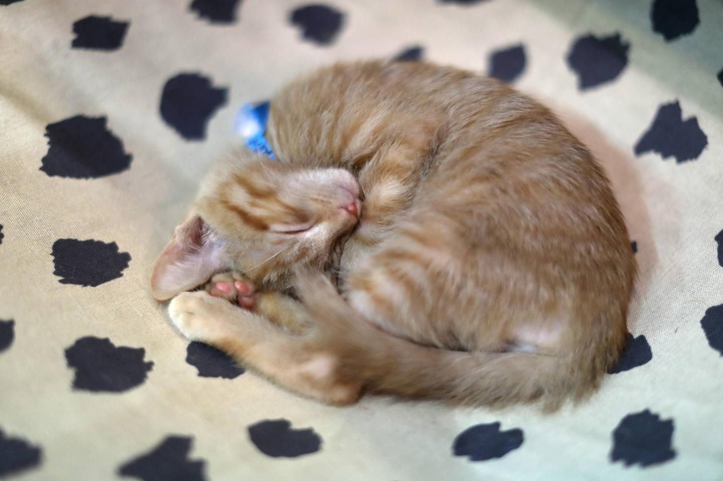 A kitten sleeps as it waits for adoption at CatCon in Pasadena
