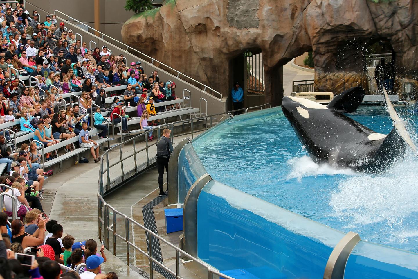 seaworld-comeback