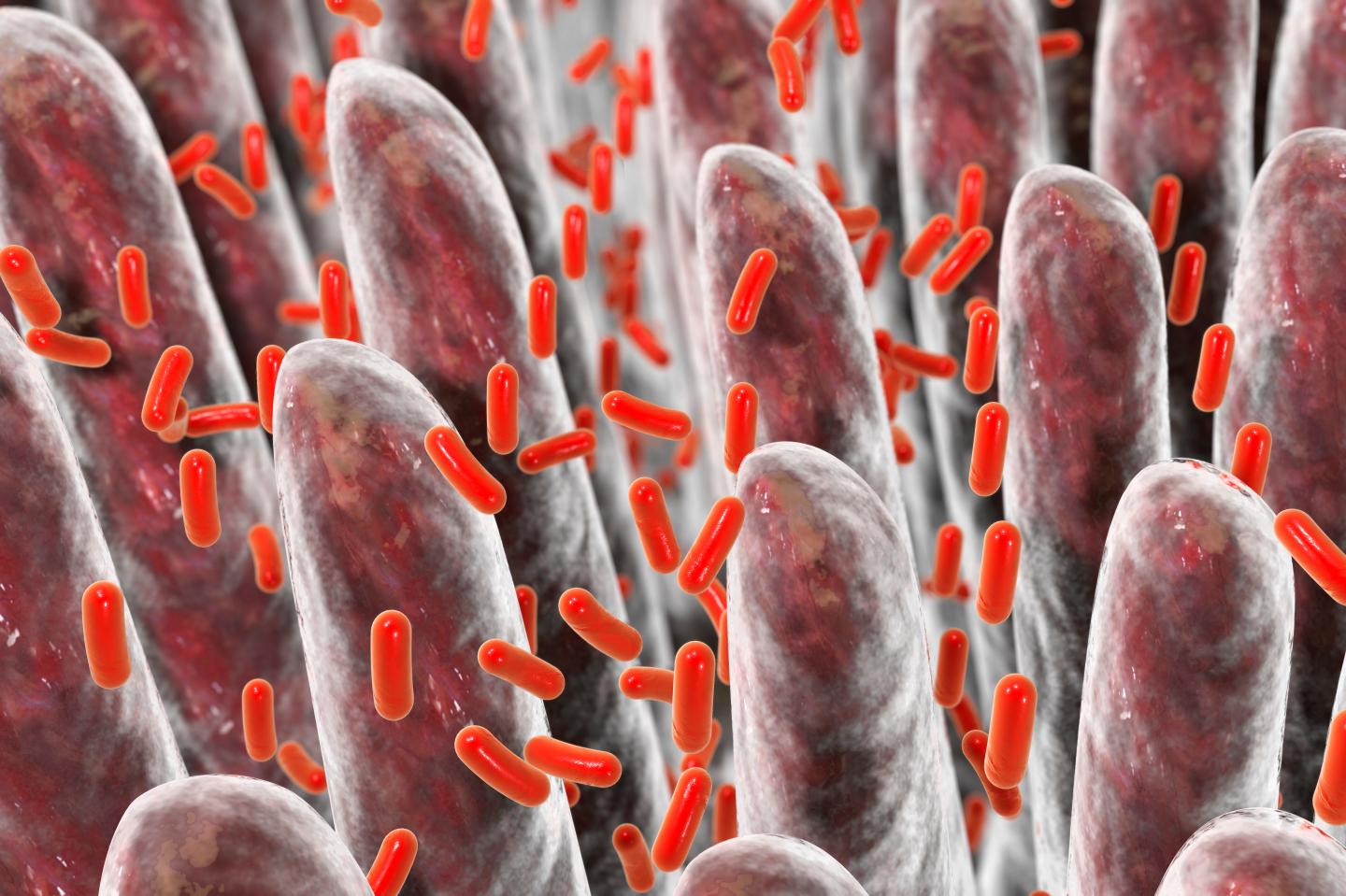 Weight loss diet gut bacteria