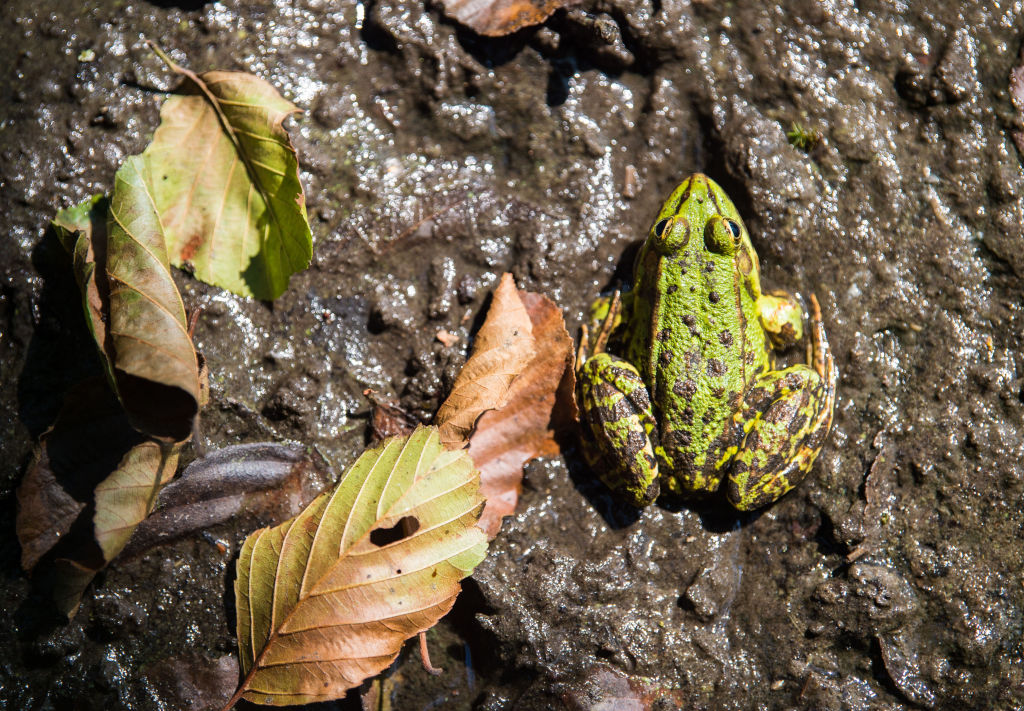 Frog at the pond