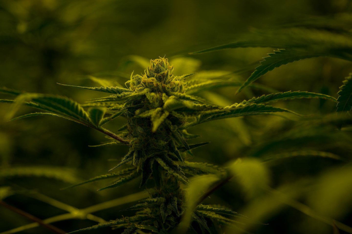 Marijuana “Seed-To-Sale” Tracking System