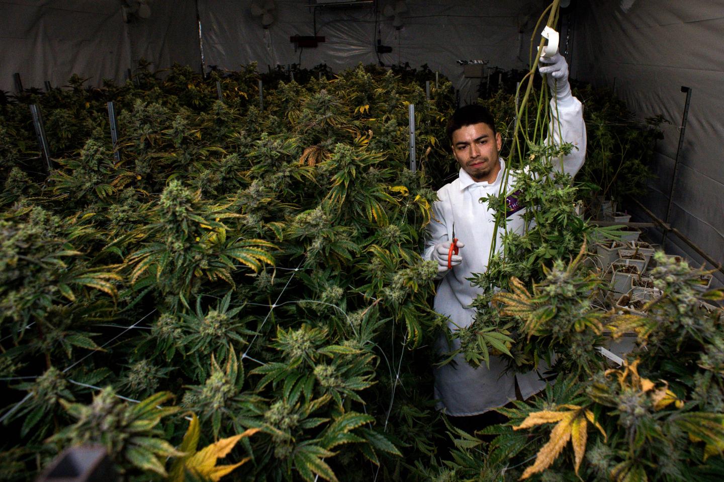 Marijuana “Seed-To-Sale” Tracking System